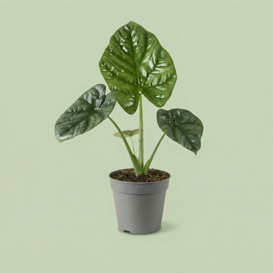 Alocasia Lukiwan M - plants