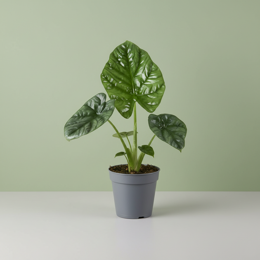 Alocasia Lukiwan