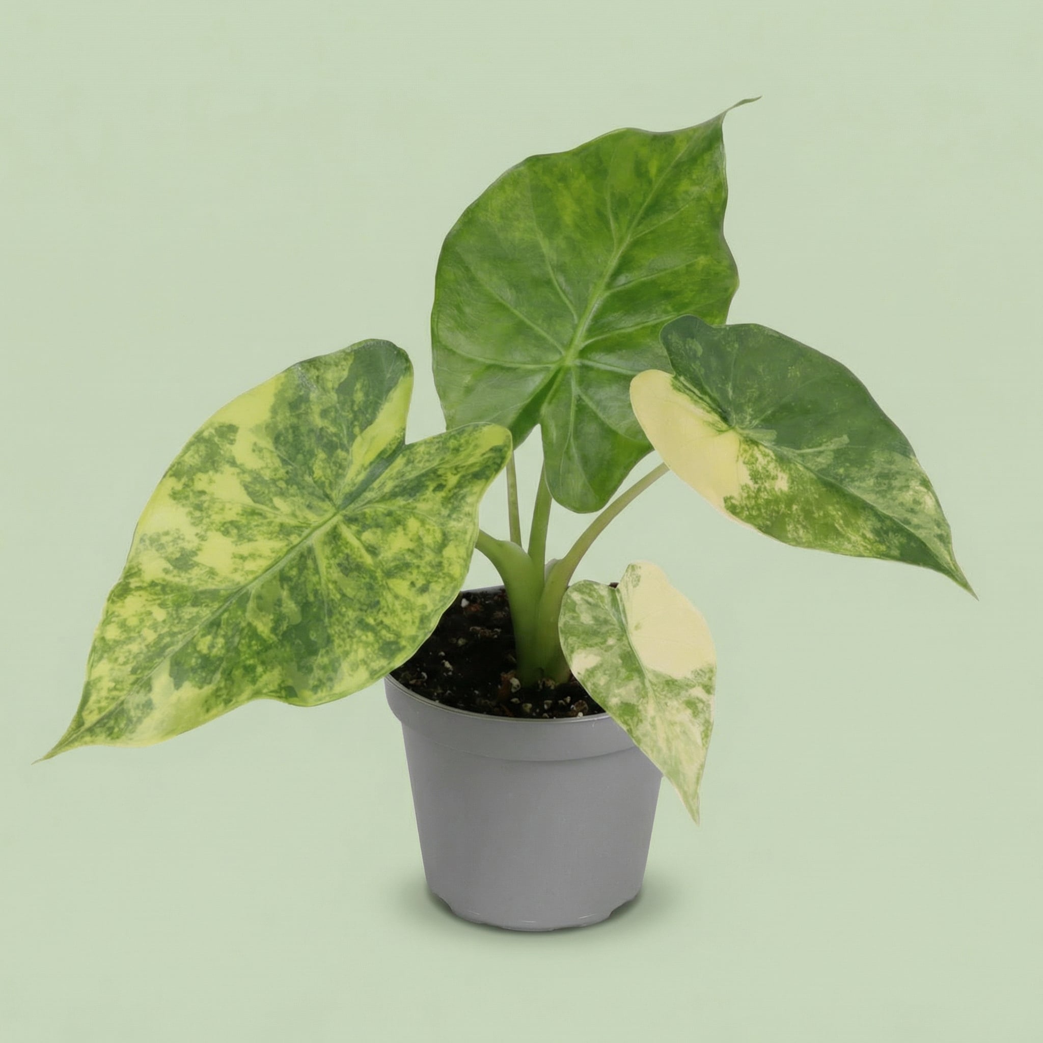 Alocasia Macrorrhizos Aurea Variegata XS - plants