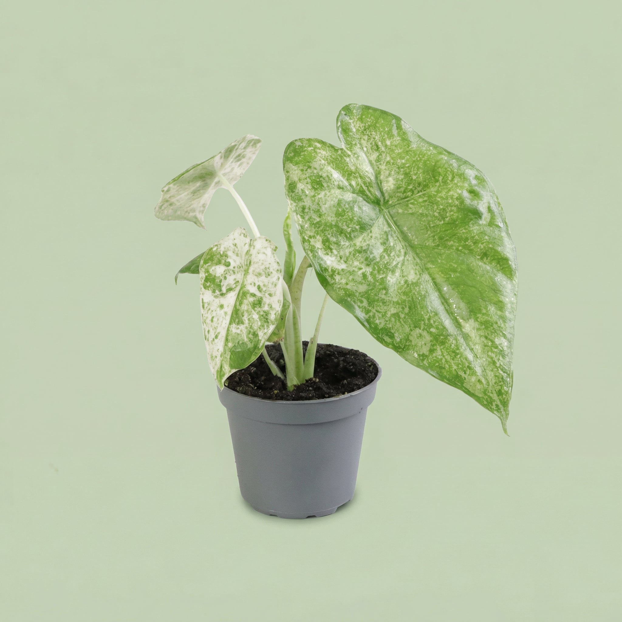 Alocasia Macrorrhizos Camouflage XS - plants