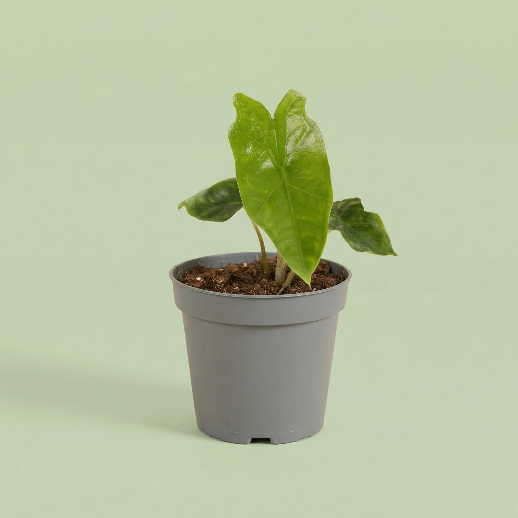 Alocasia Nycteris 'Batwing' XS - plants