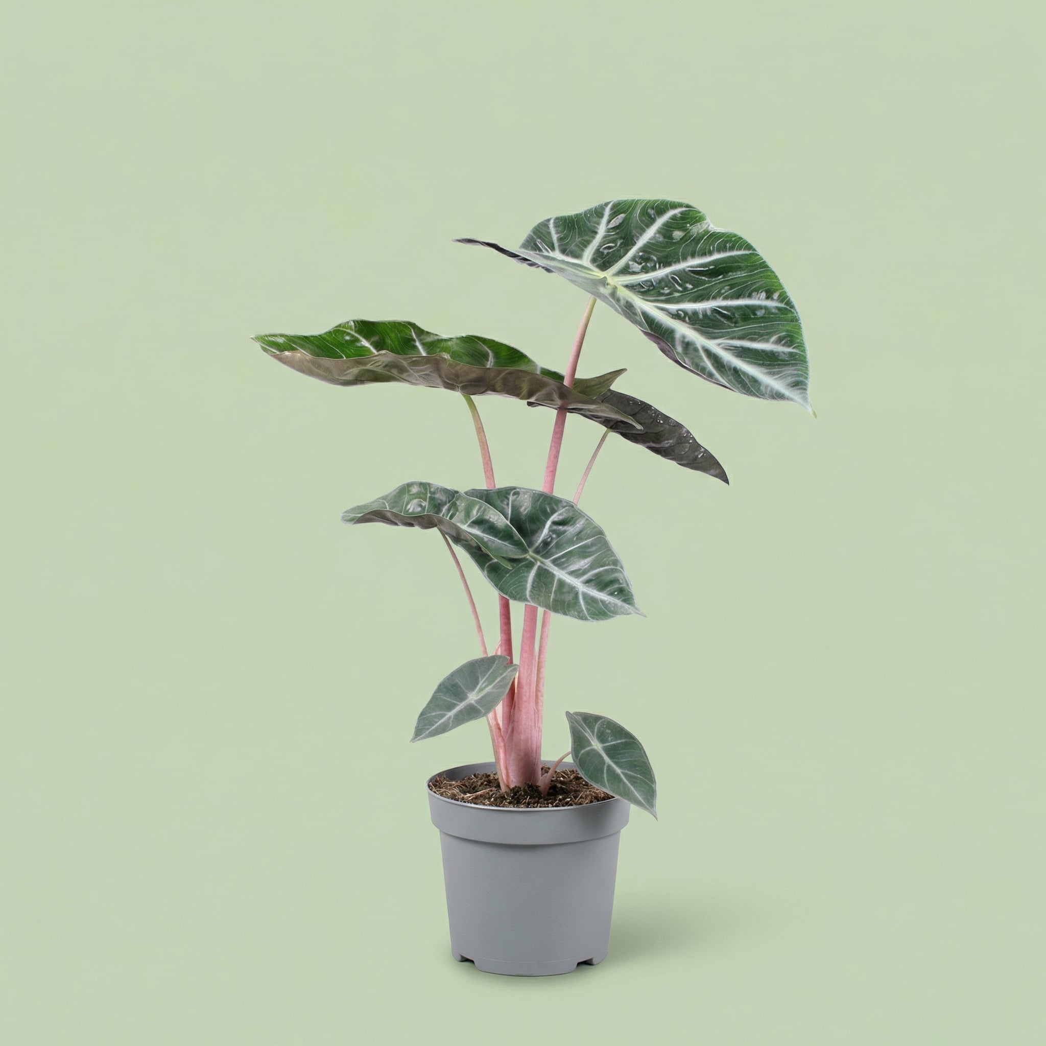 Alocasia Pink Dragon L - plants