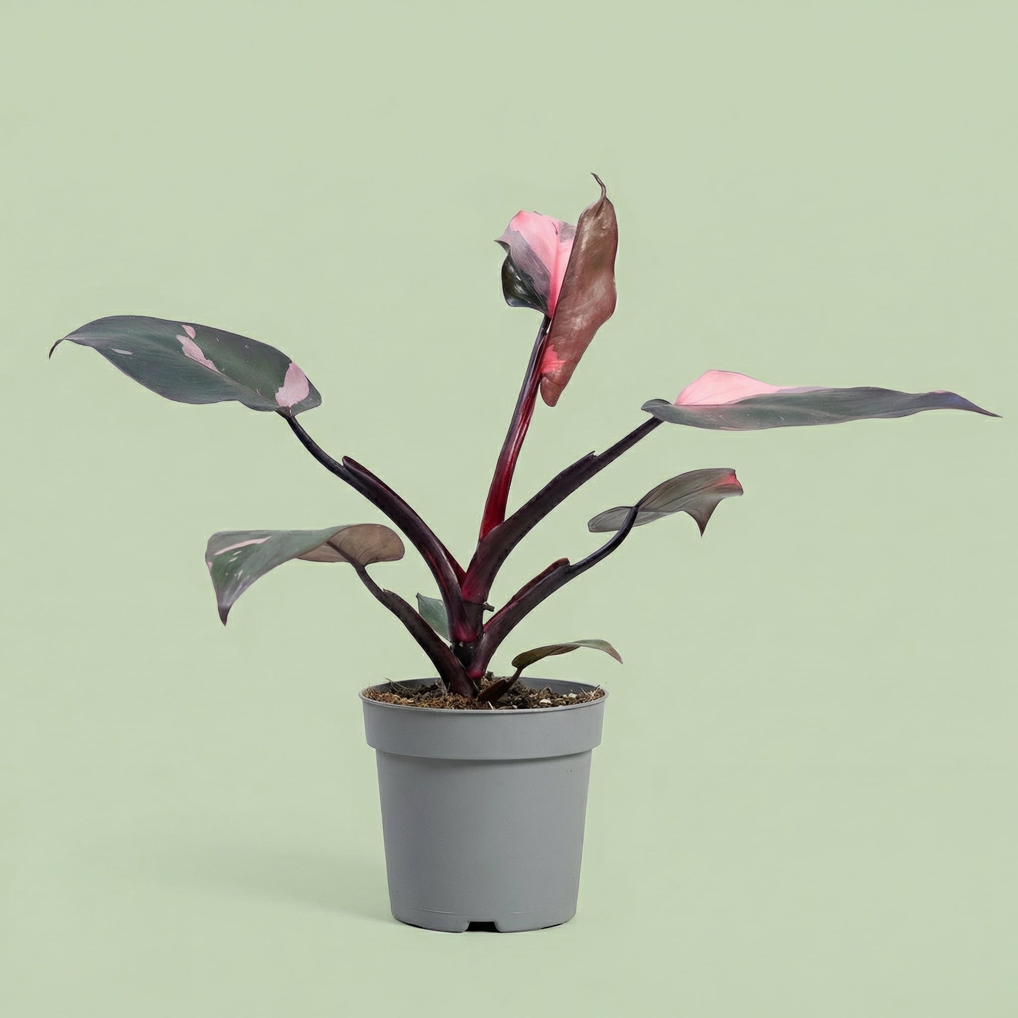 Alocasia Pink Dragon M vista 2 - plants