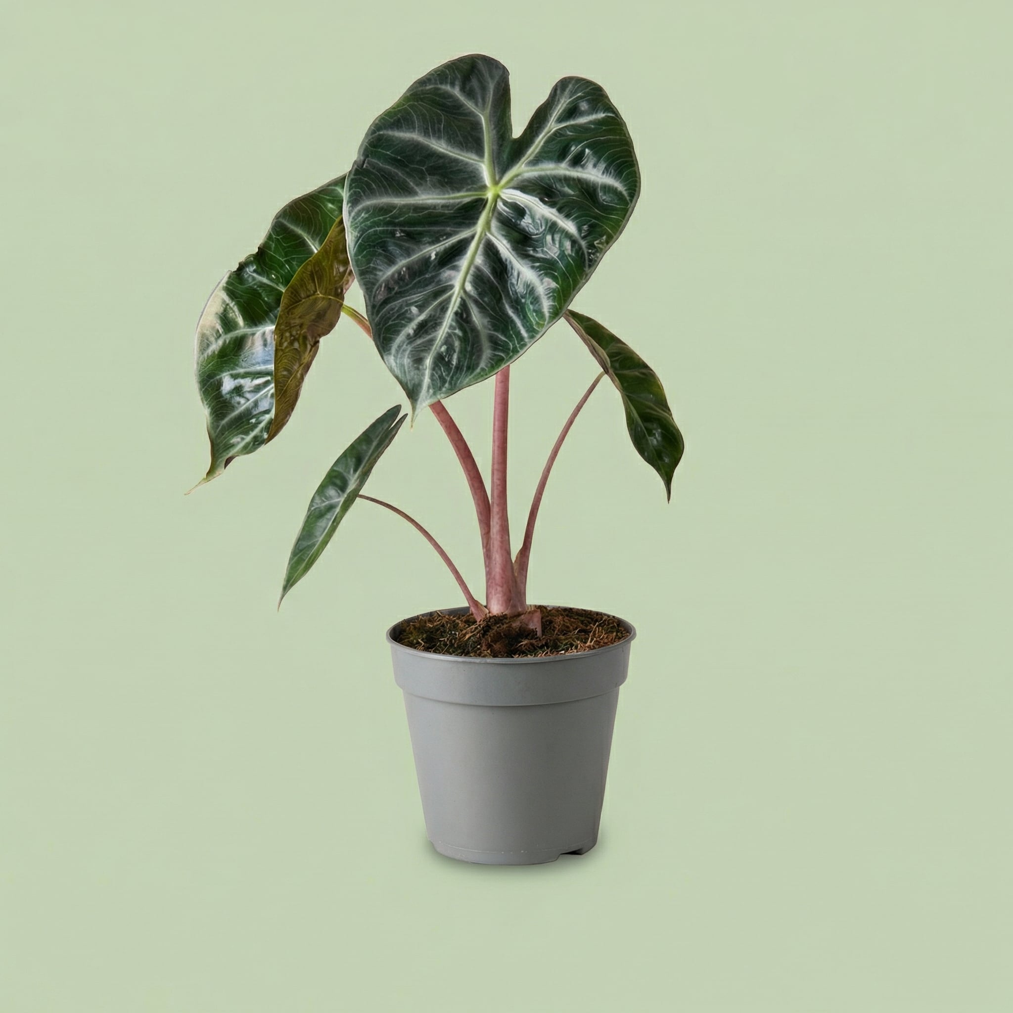 Alocasia Pink Dragon M - plants