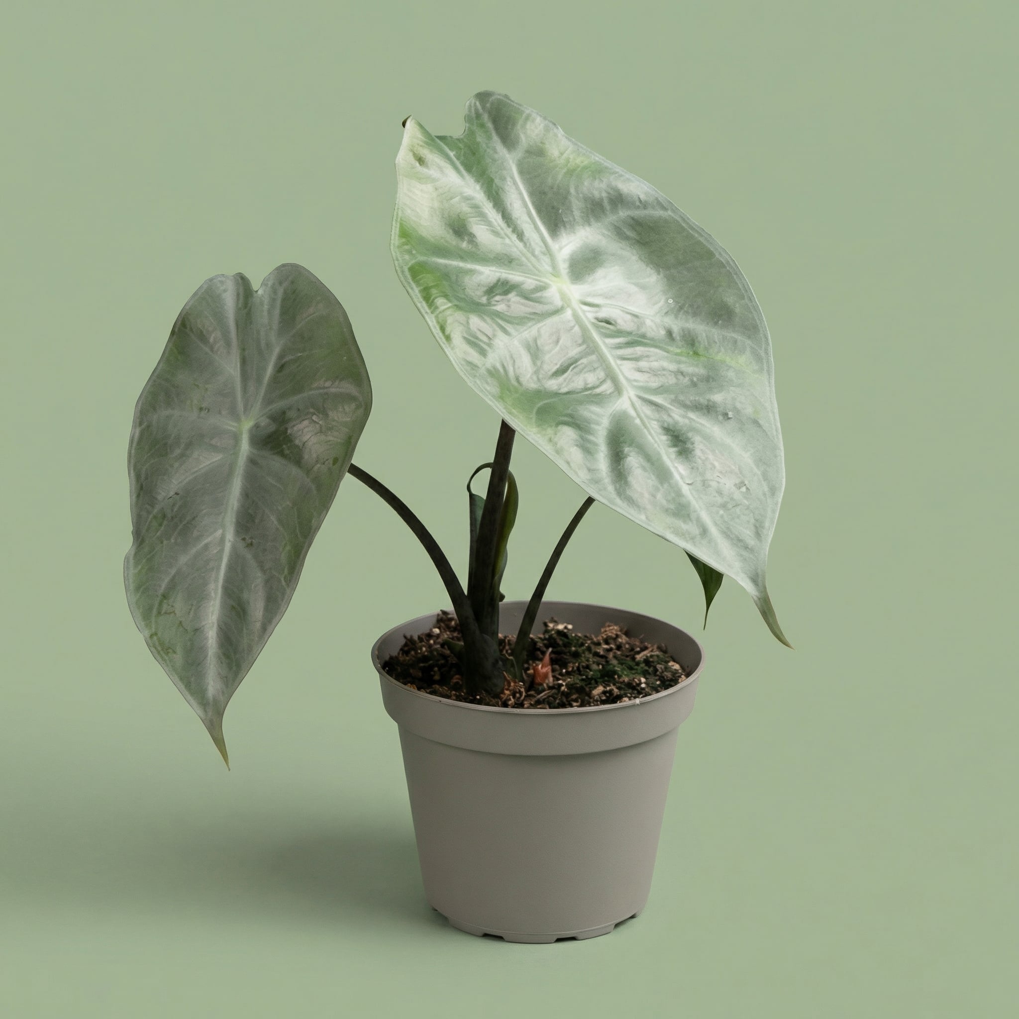 Alocasia Pink Dragon XS - plants