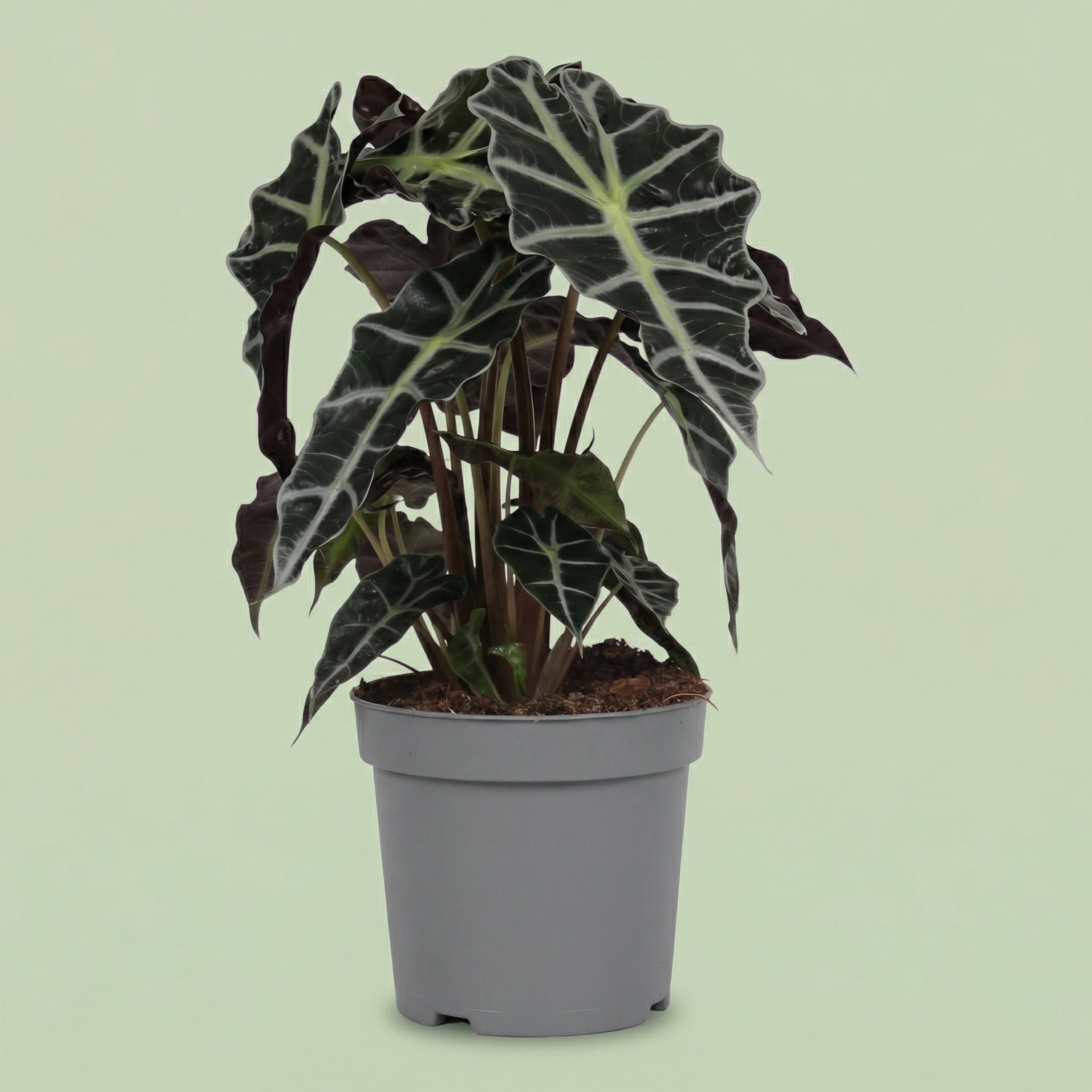 Alocasia Polly L - plants