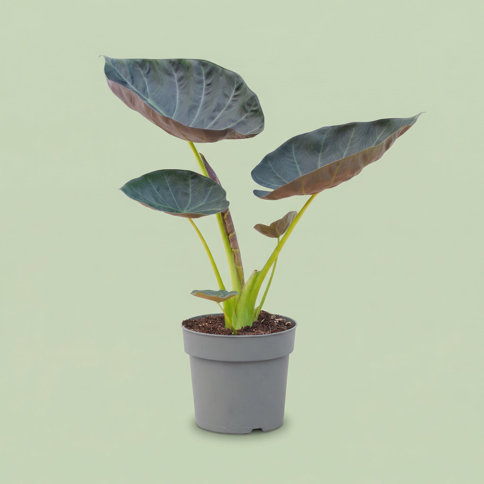 Alocasia Regal Shield L - plants