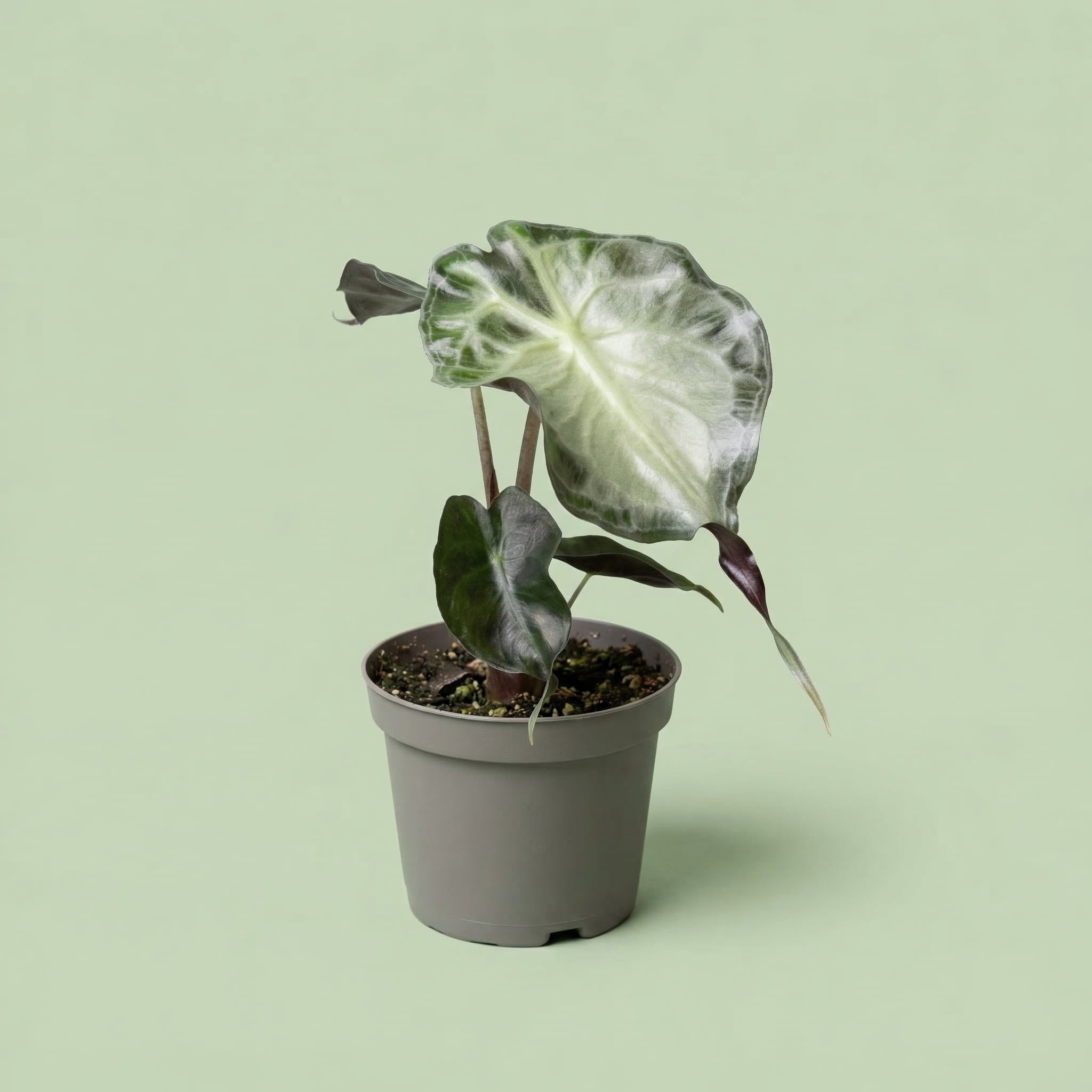 Alocasia Venom XS - plants