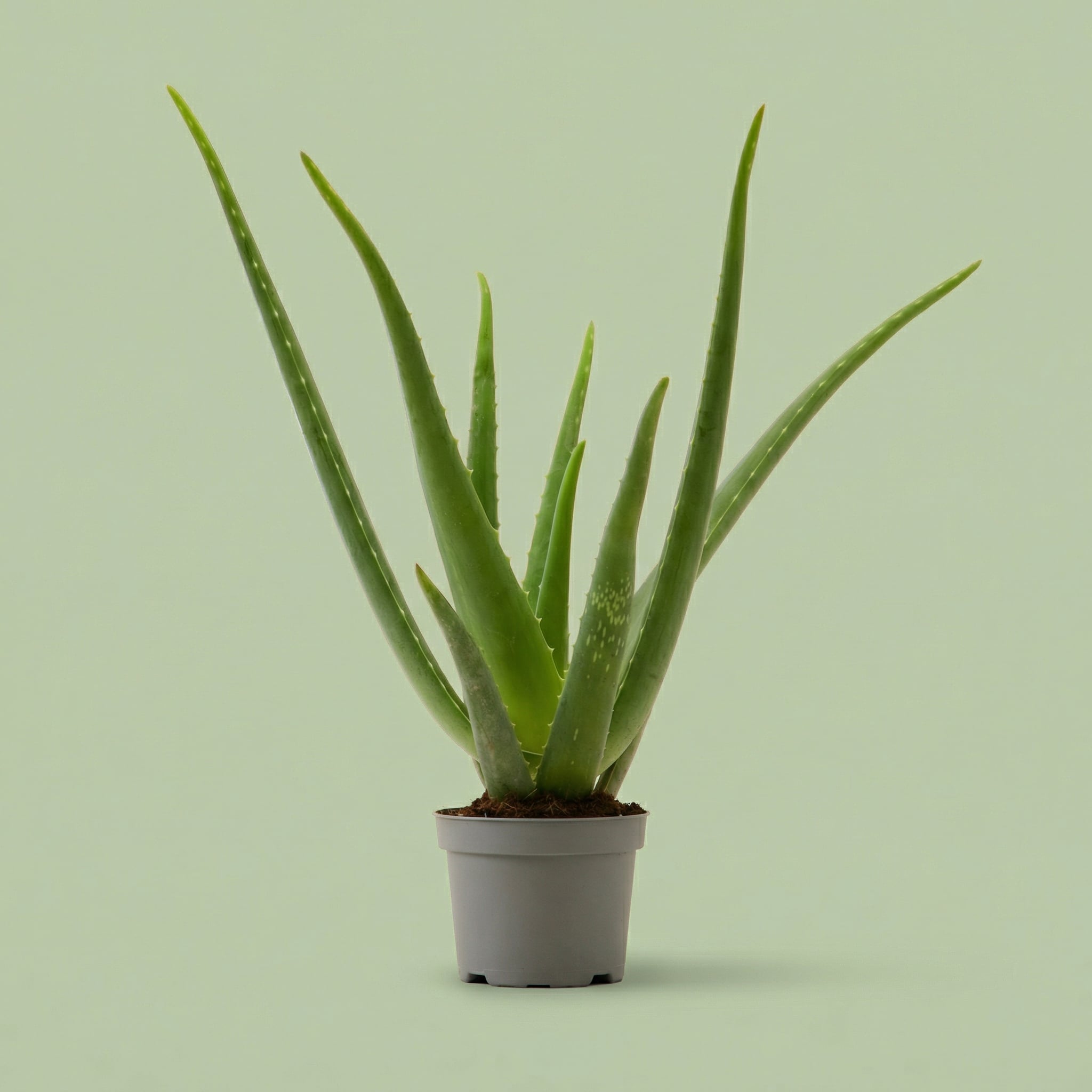 Aloe Vera M - plants