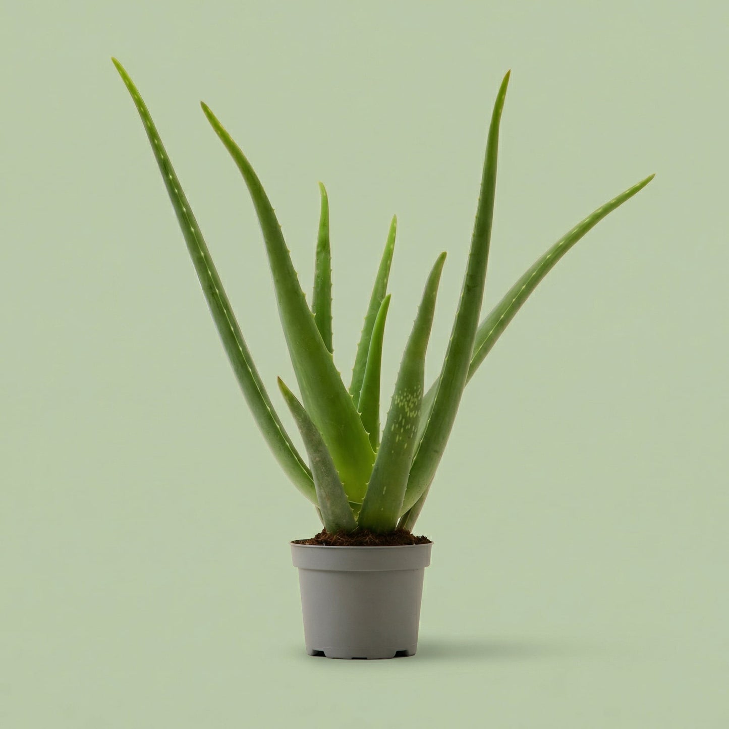 Aloe Vera M - plants