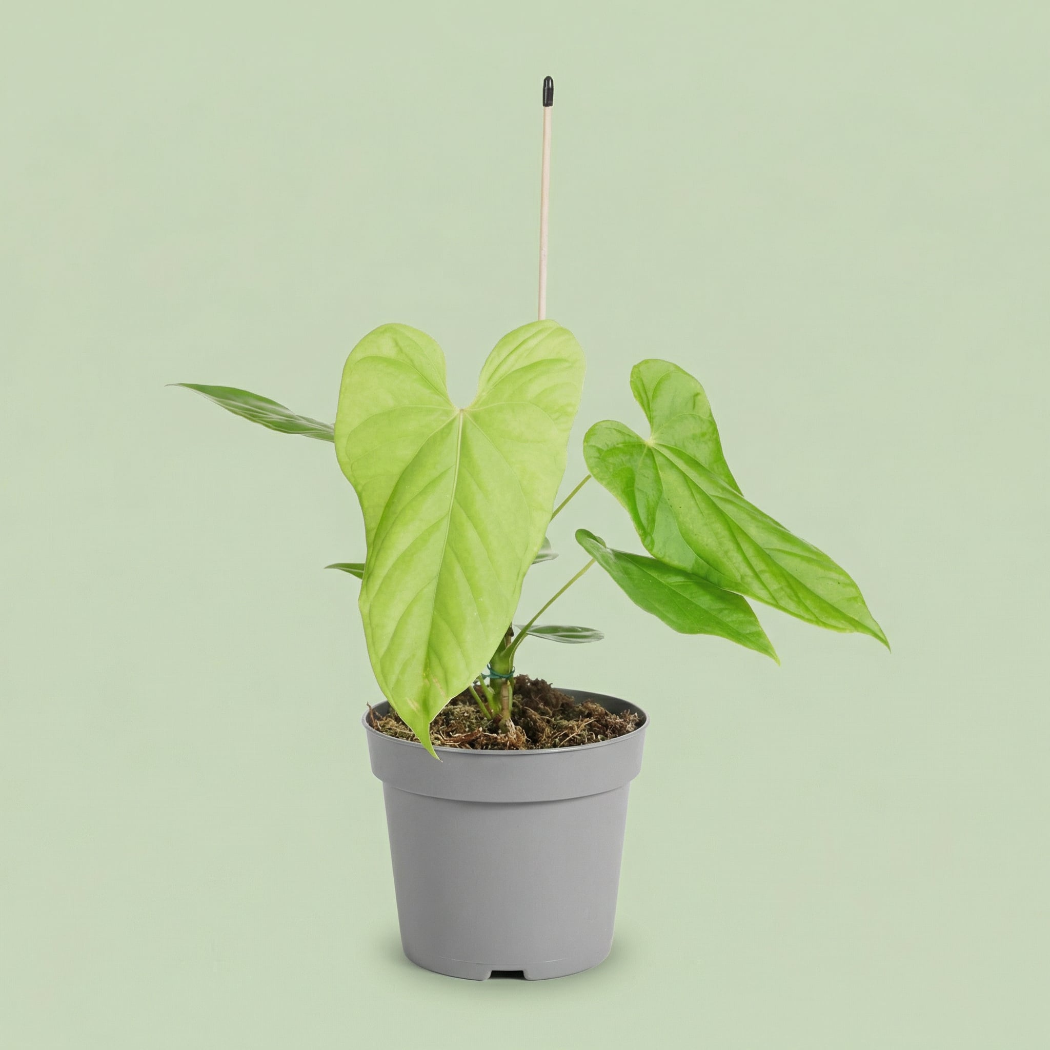 Anthurium Balaloanum M - plants