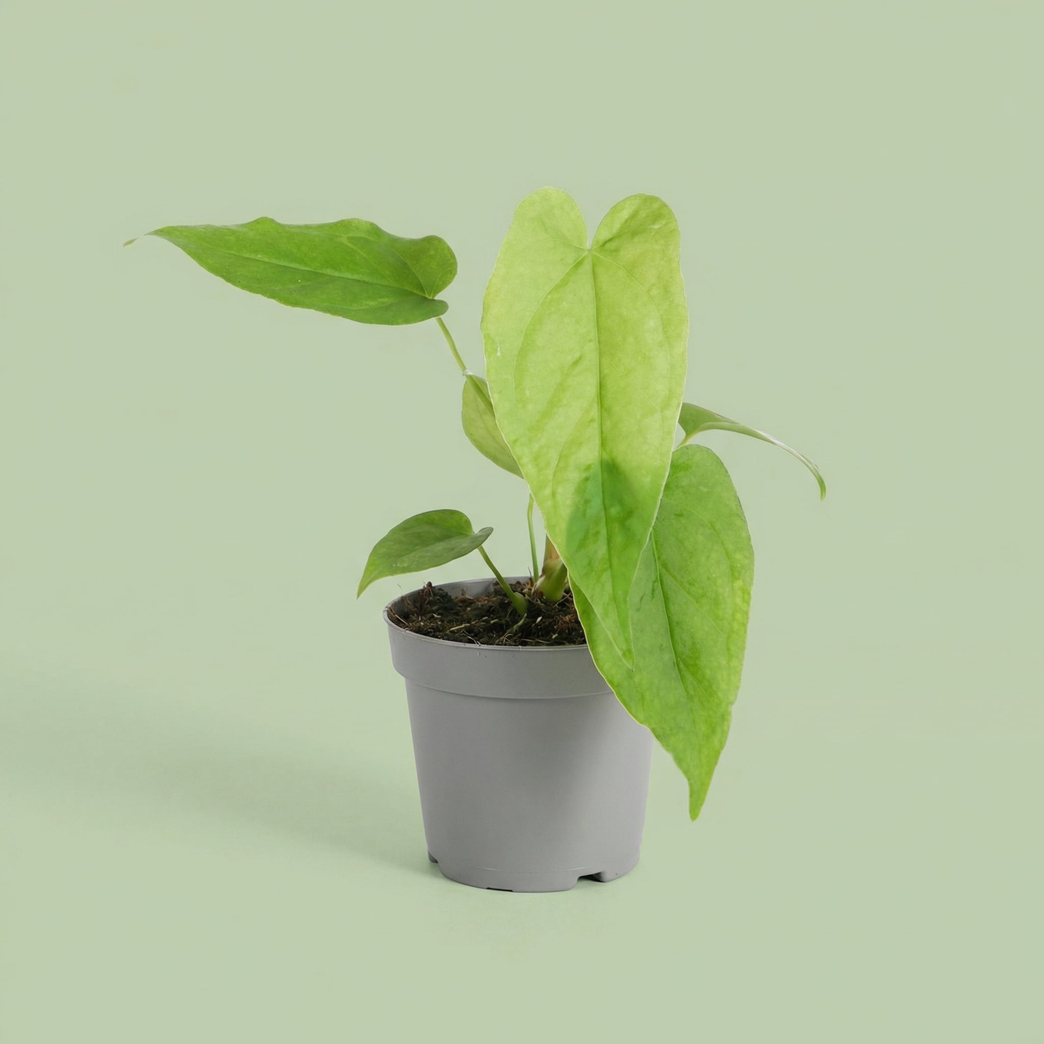 Anthurium Balaloanum XS - plants