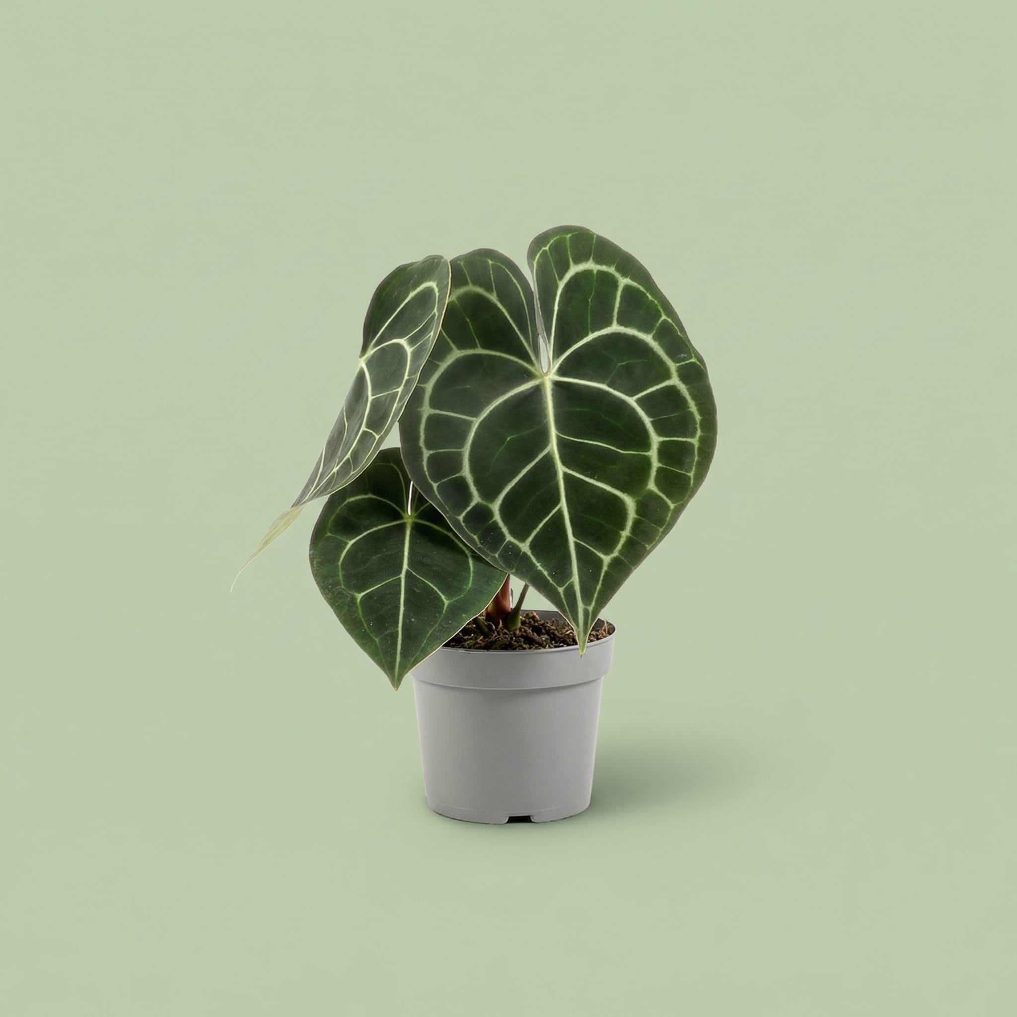 Anthurium Clarinervium M - plants