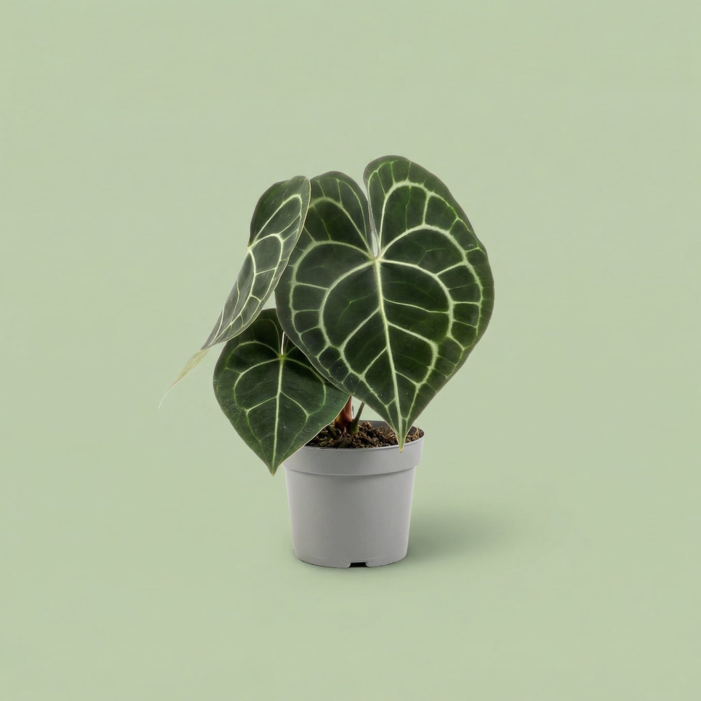 Anthurium Clarinervium M - plants