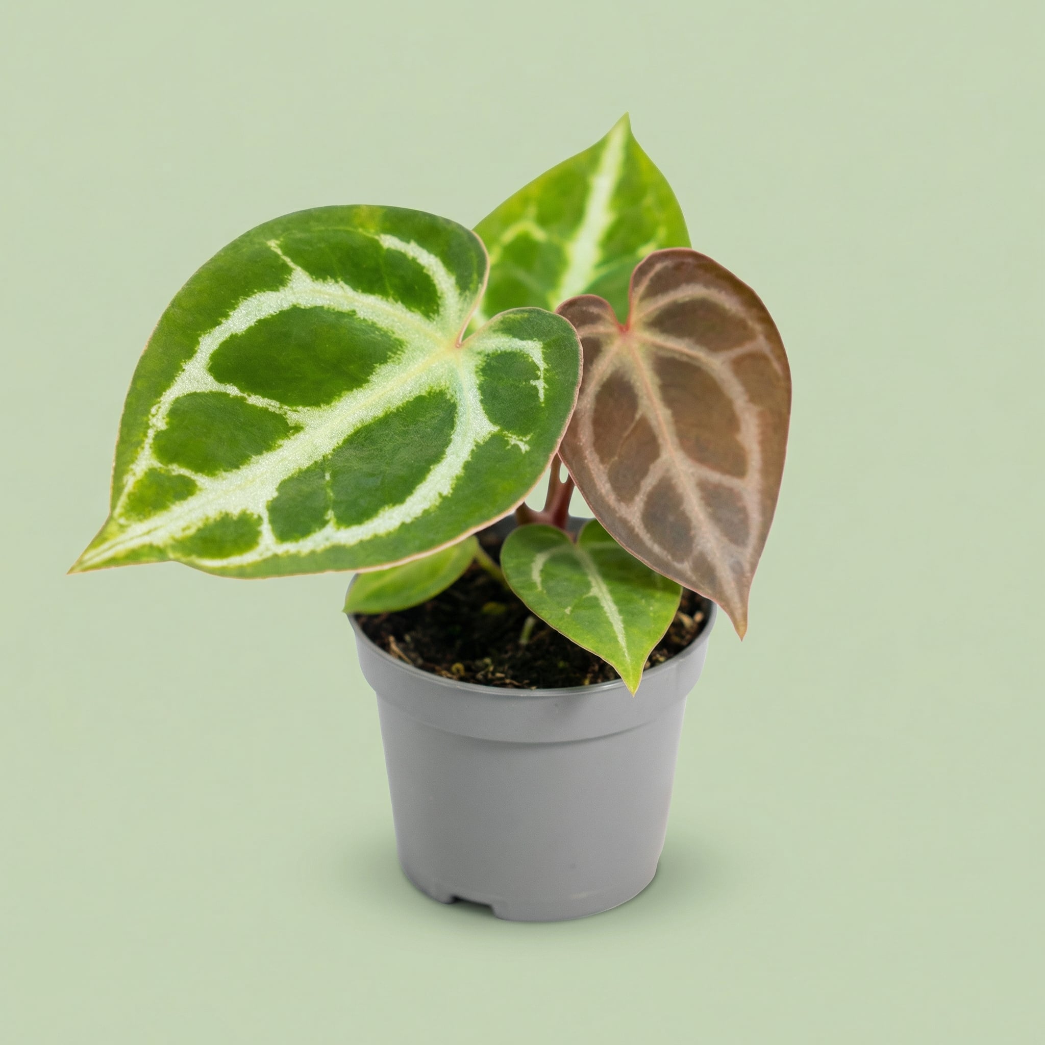 Anthurium Crystallinum XS - plants