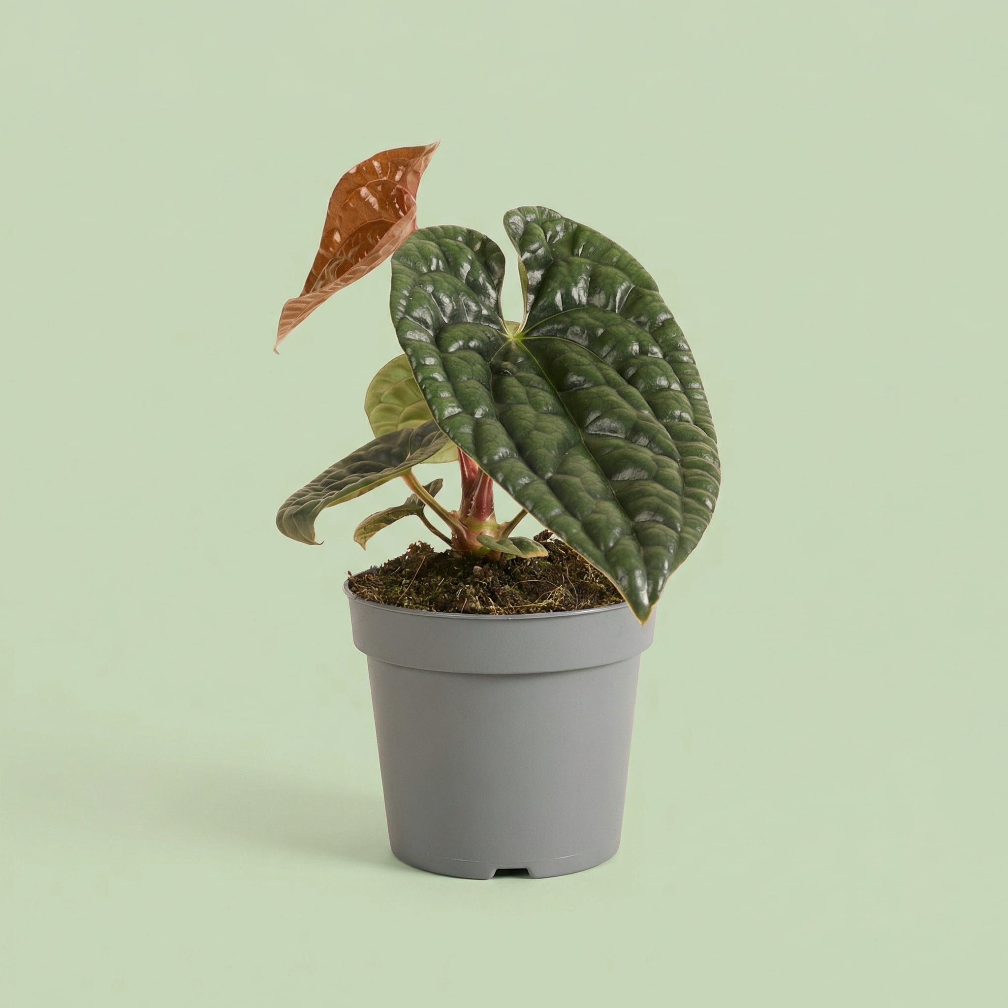 Anthurium Luxurians P12 H25 Anthurium Luxurians P12 H25 MM-MEC-0045 vista 2 - plants