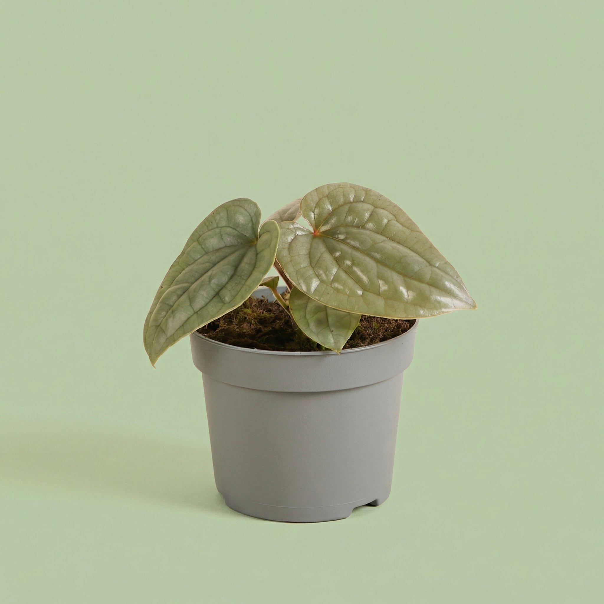 Anthurium Luxurians P12 H25 Anthurium Luxurians P12 H25 MM-MEC-0045 - plants