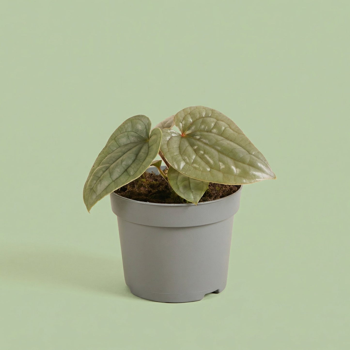 Anthurium Luxurians P12 H25 Anthurium Luxurians P12 H25 MM-MEC-0045 - plants