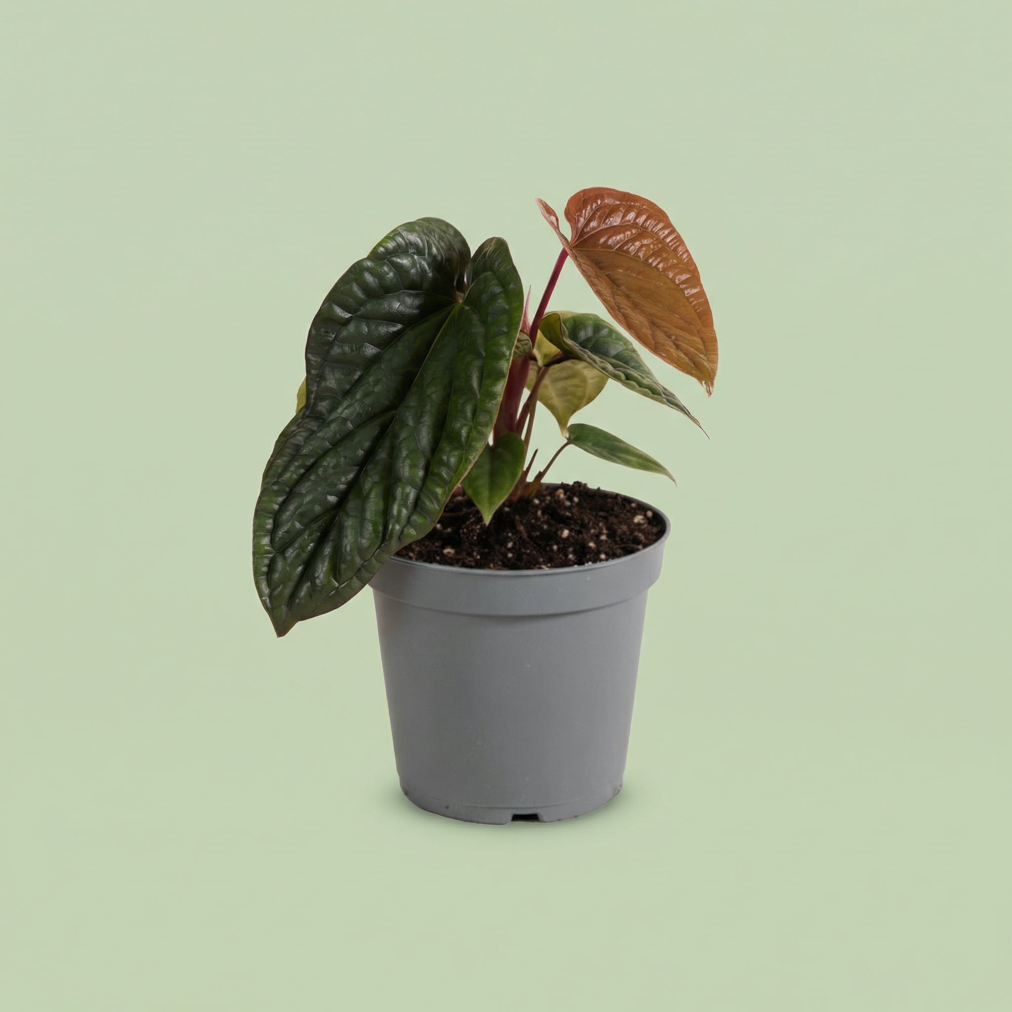 Anthurium Luxurians x Radicans M - plants