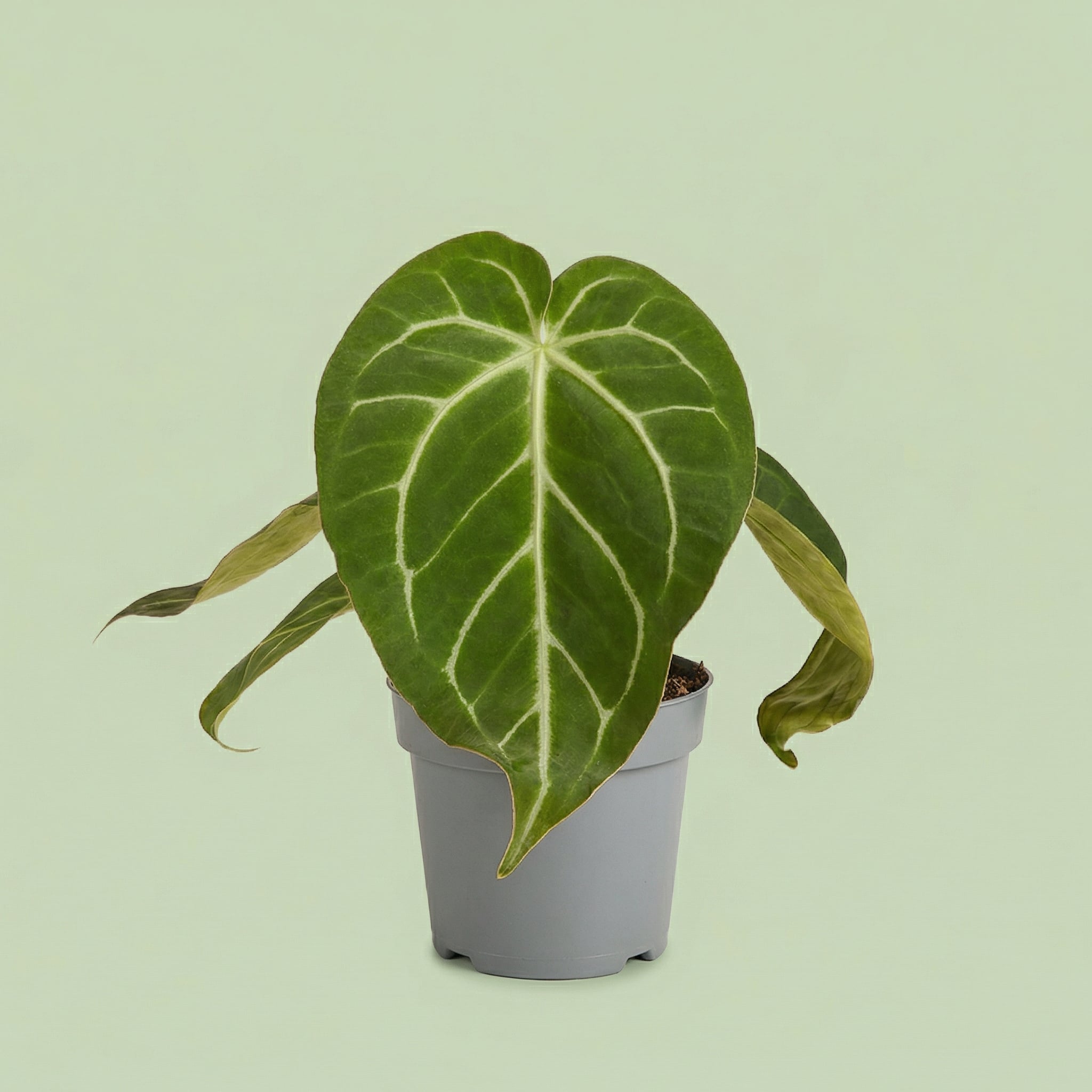 Anthurium Magnificum M - plants