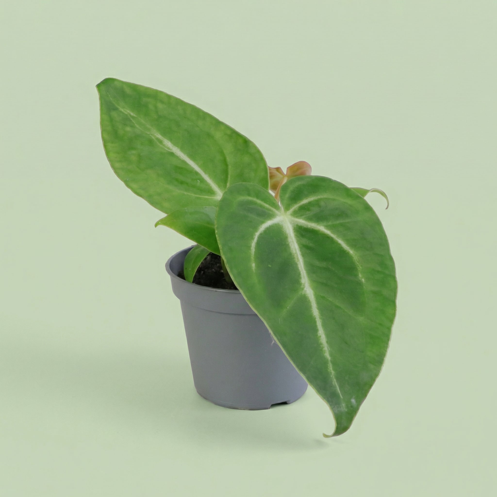 Anthurium Magnificum XS - plants