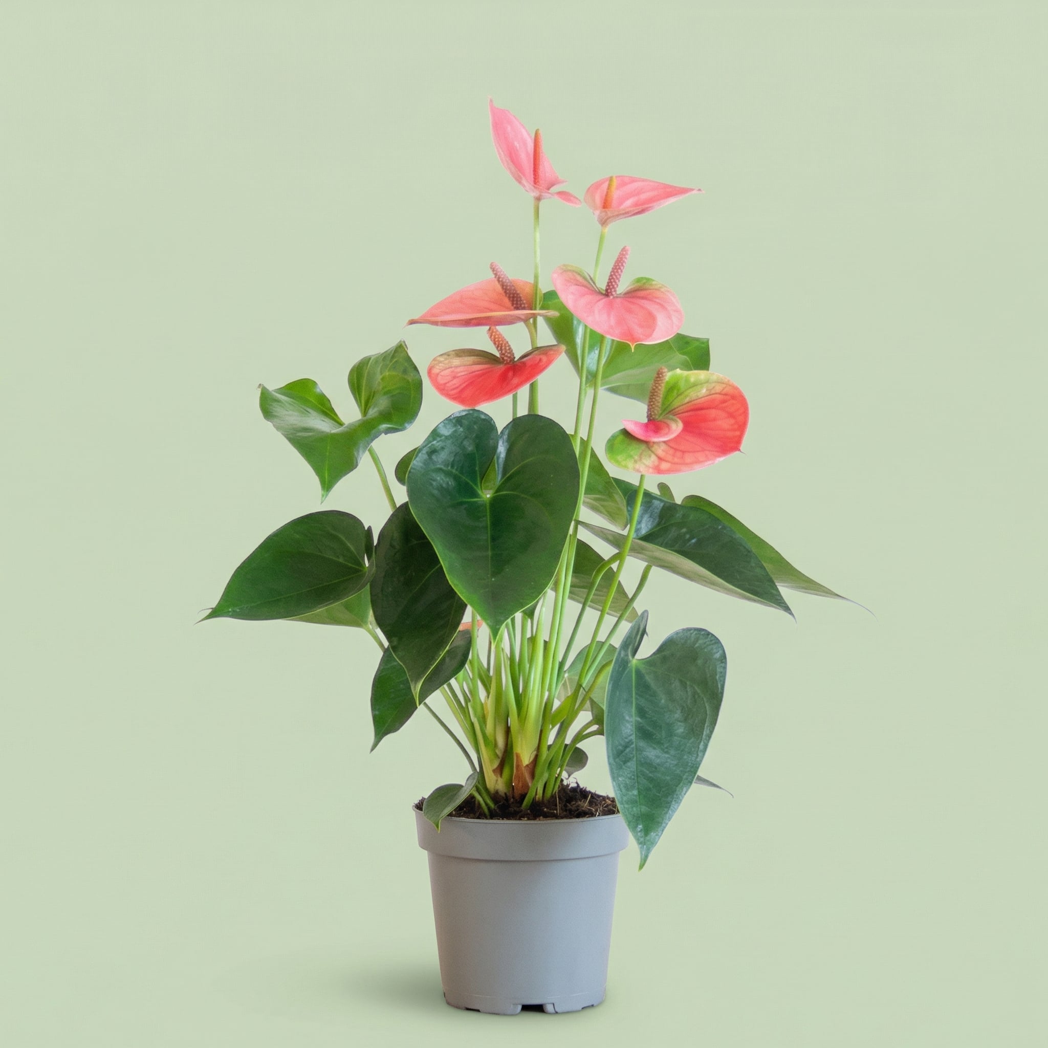 Anthurium Pink Champion M - plants