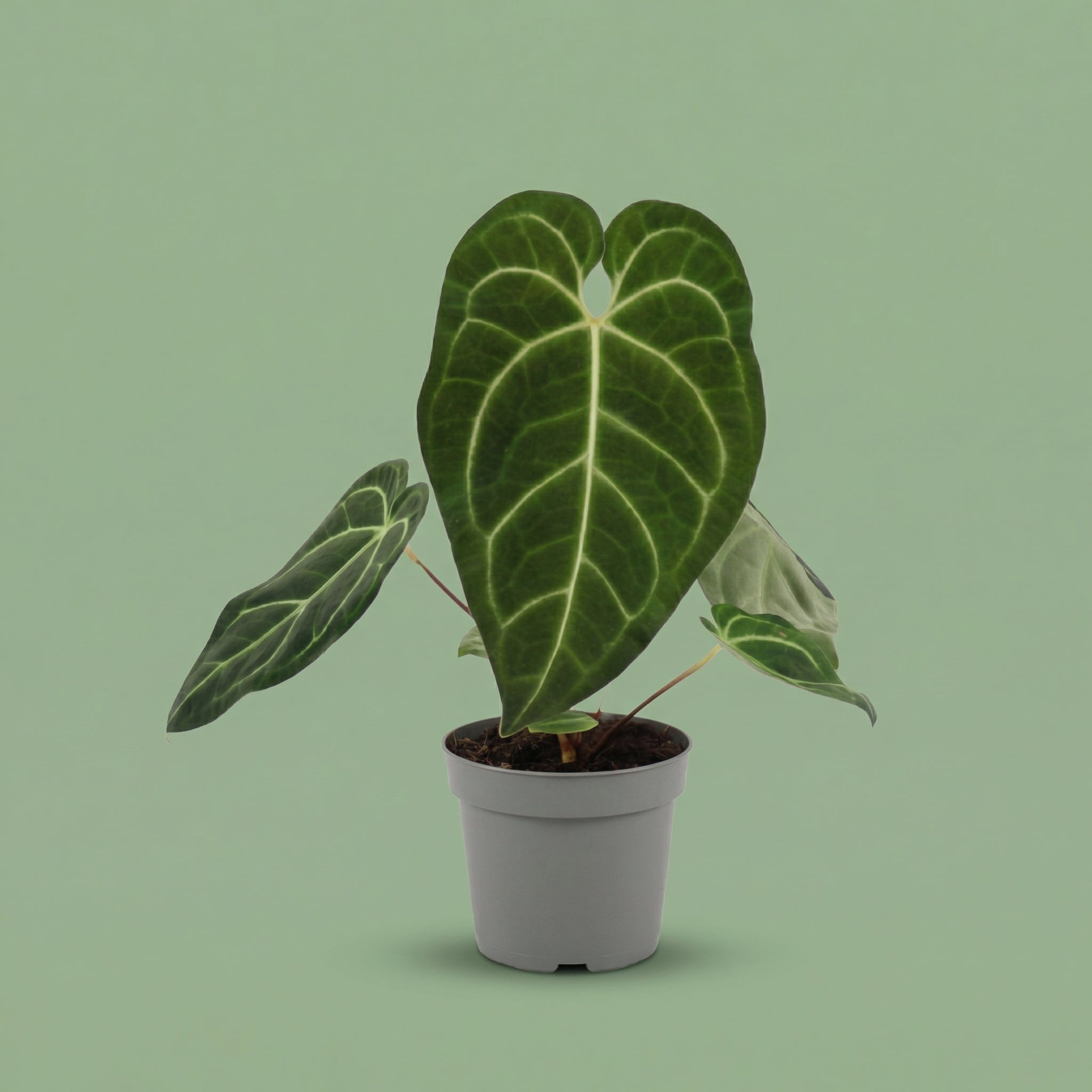 Anthurium Regale M - plants