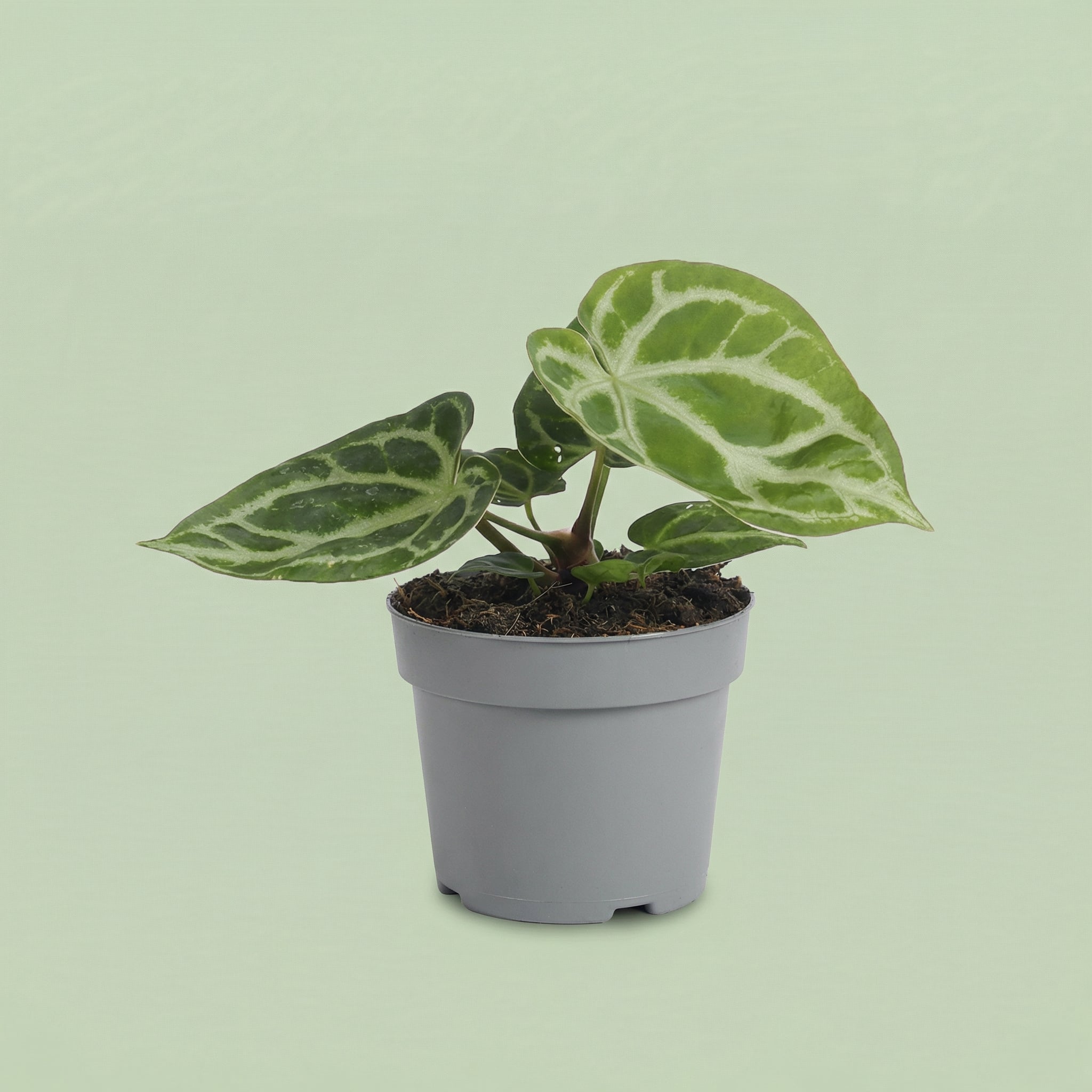 Anthurium Silver Blush M - plants