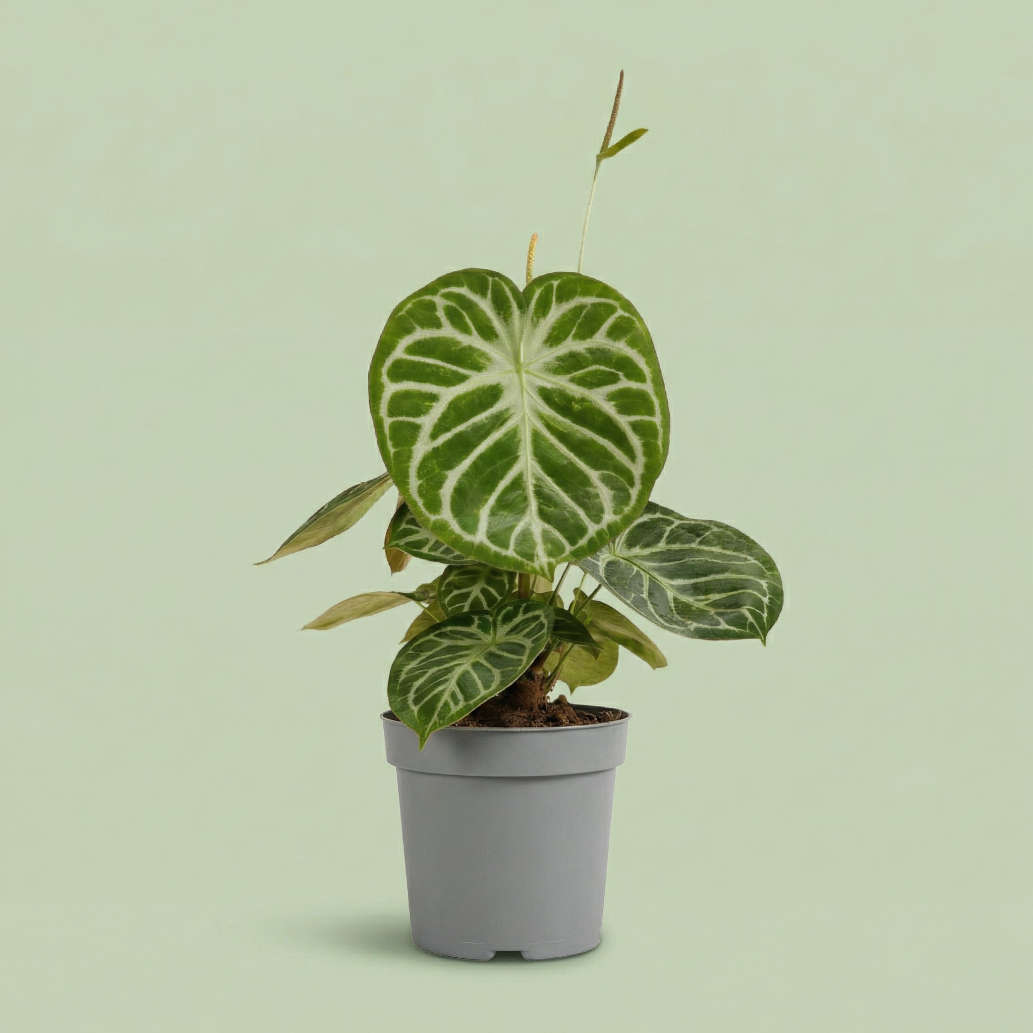 Anthurium Silver Blush XL - plants