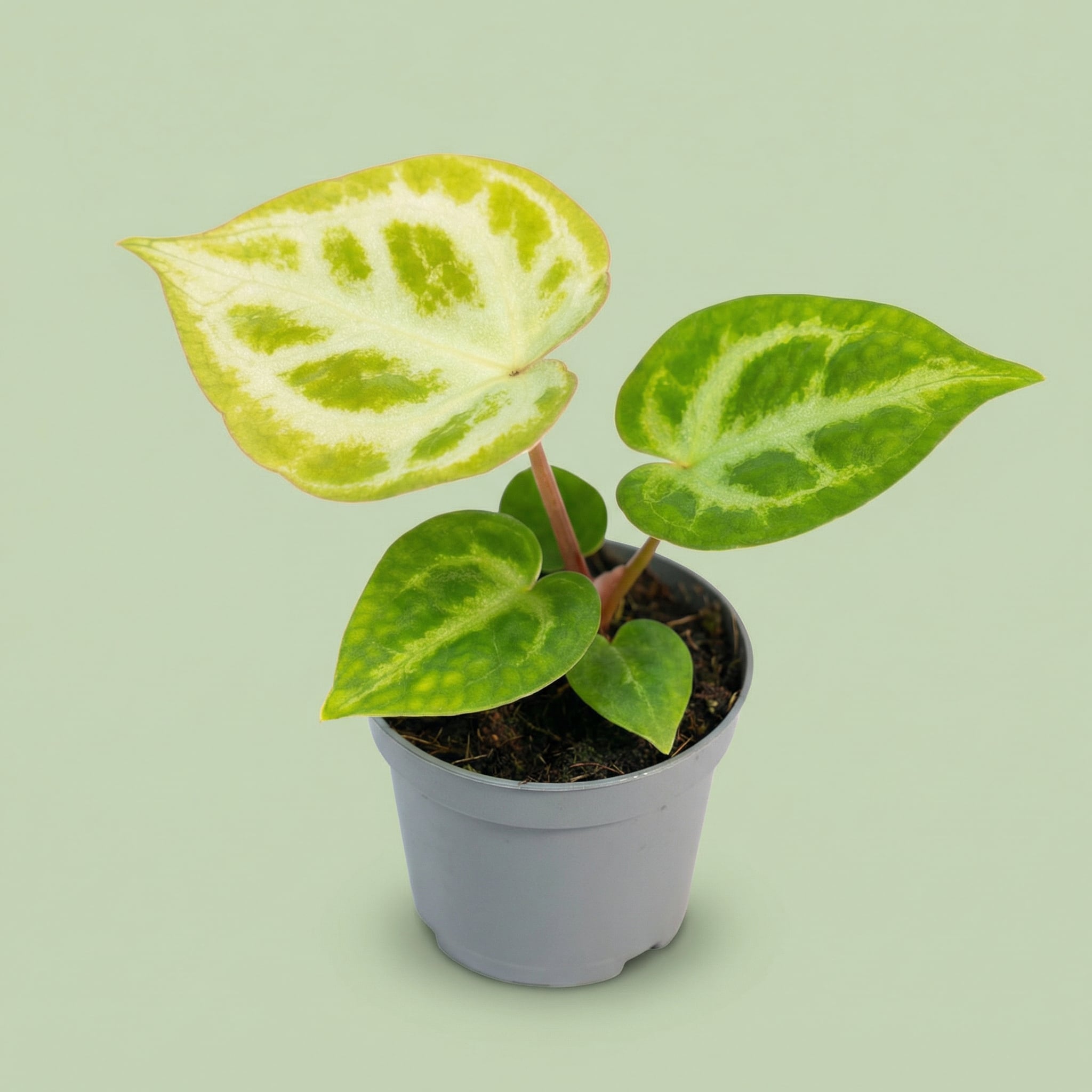 Anthurium Silver Blush XS - plants