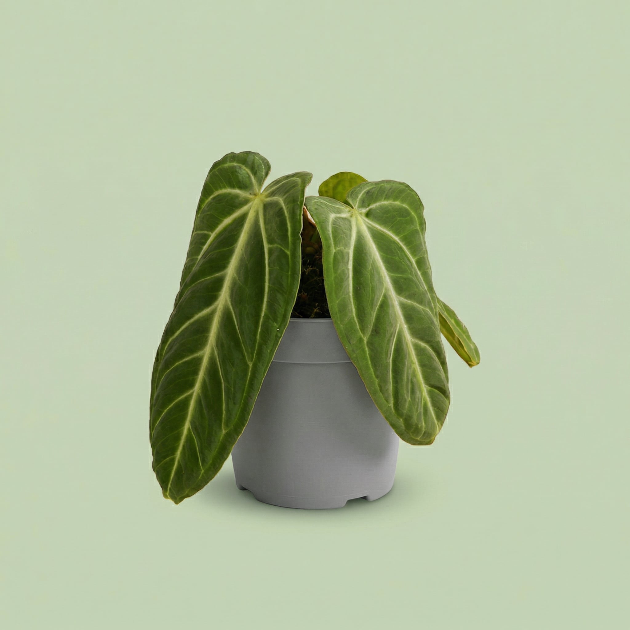 Anthurium Villenaorum M - plants