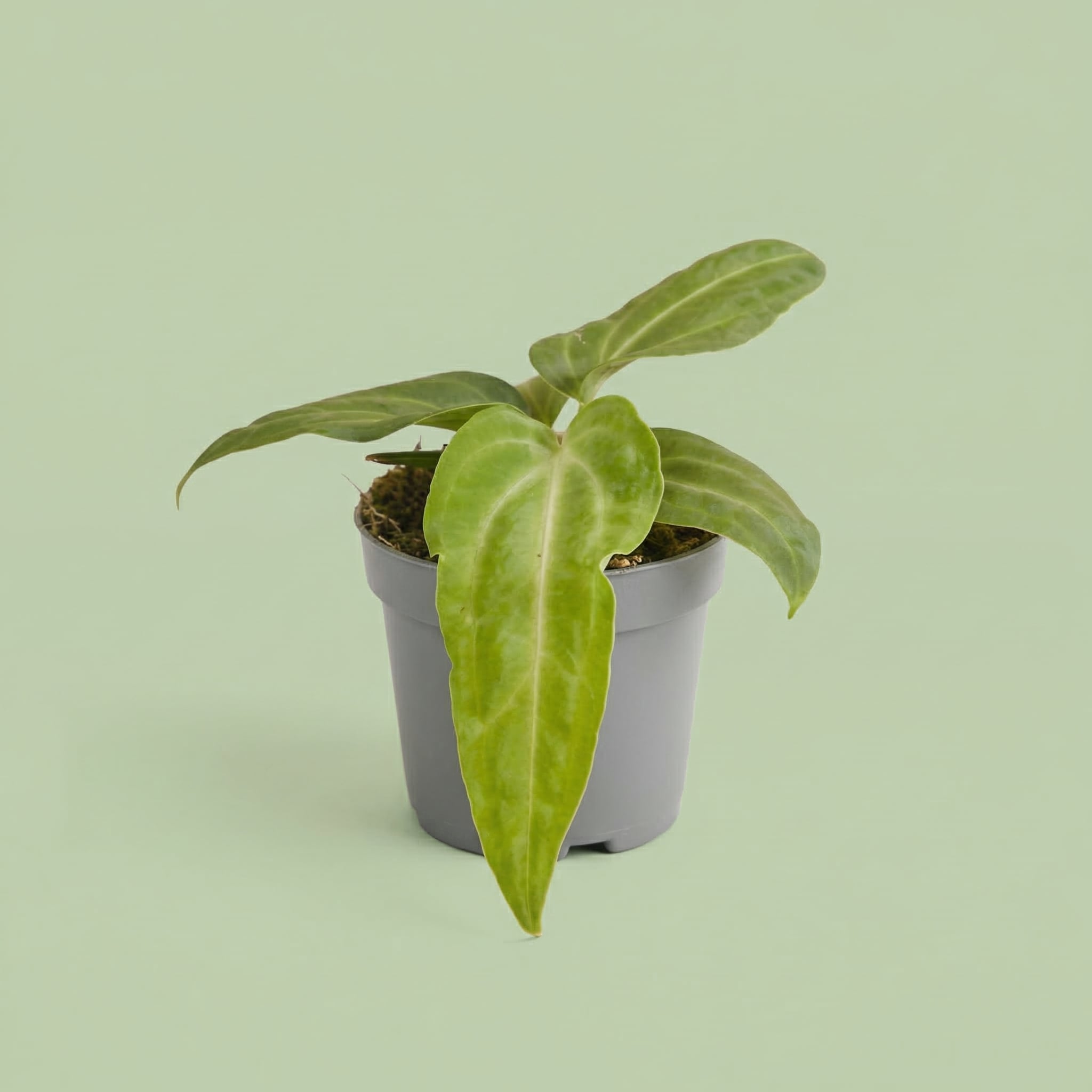 Anthurium Villenaorum XS - plants