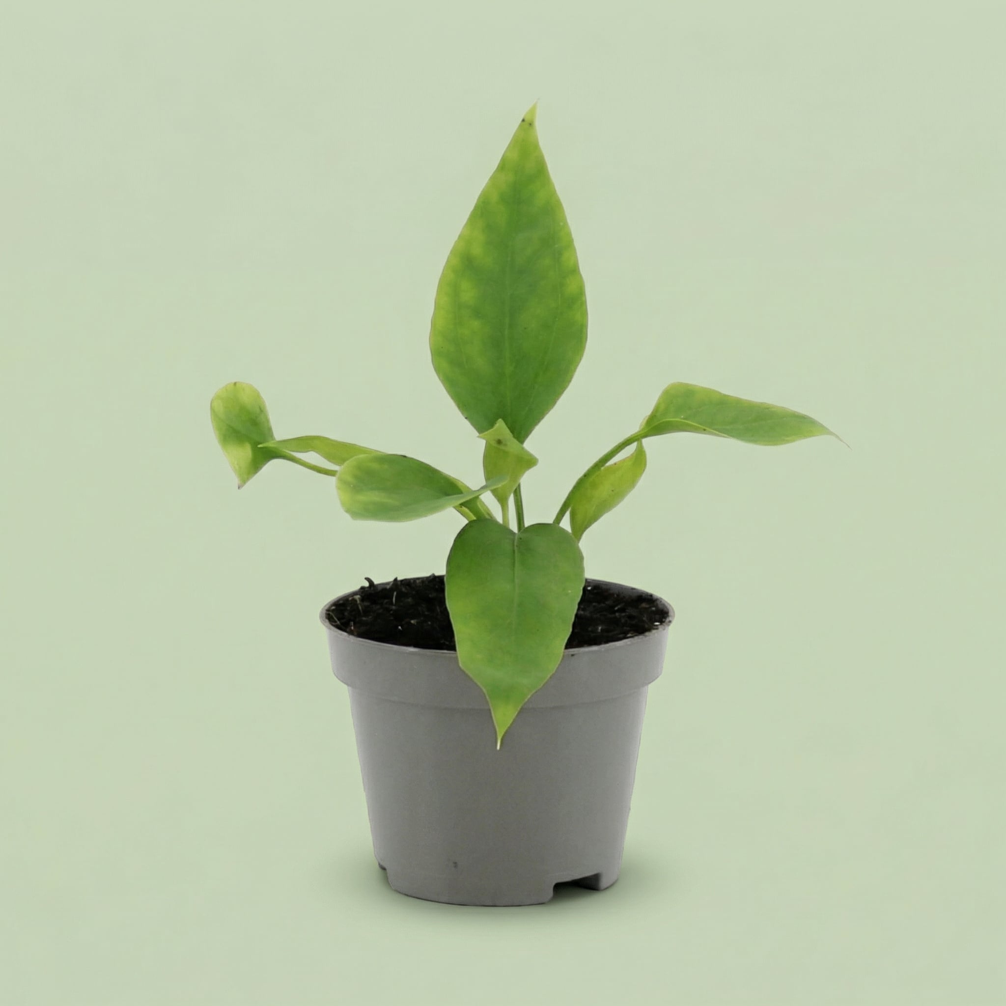 Anthurium Vittarifolium XS - plants