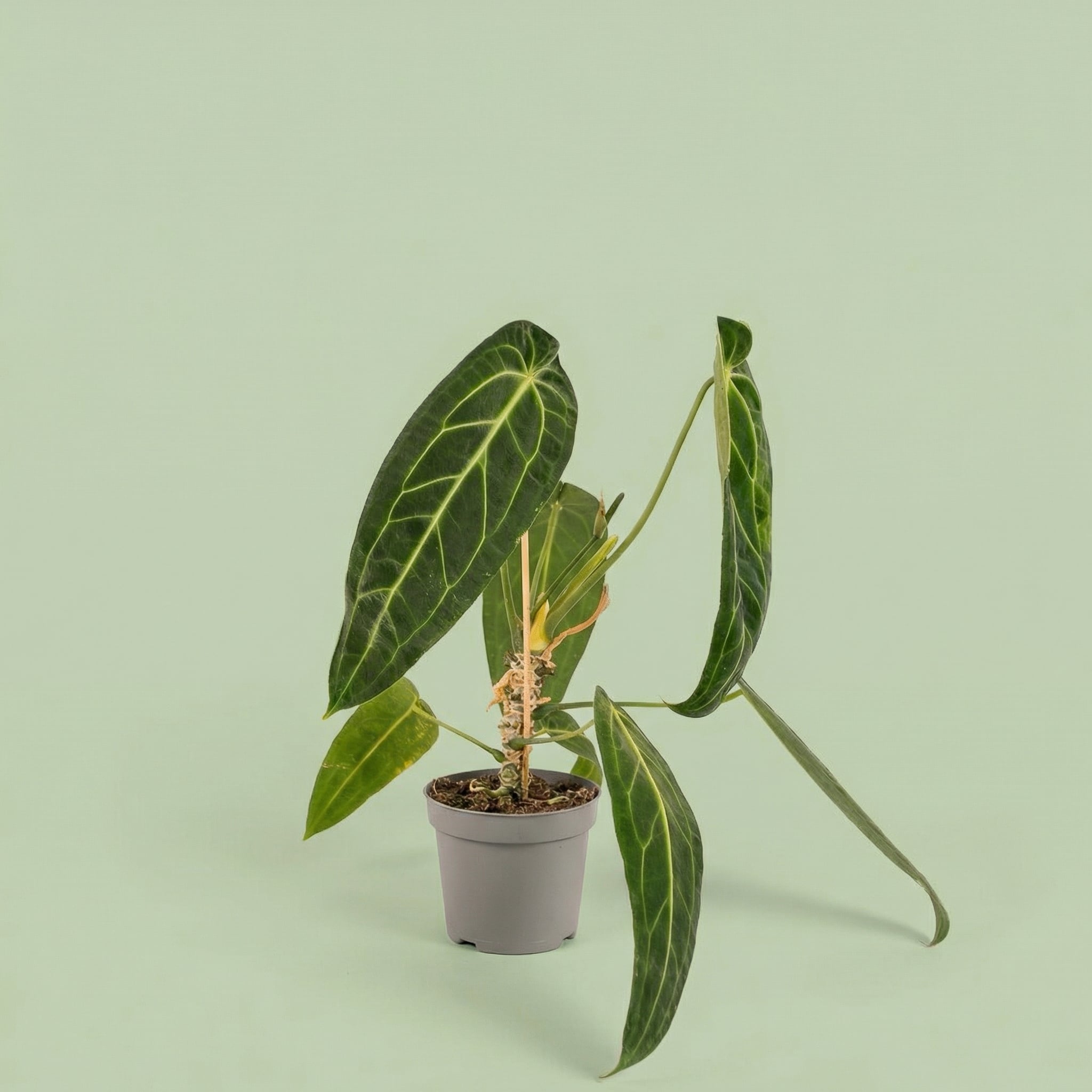 Anthurium Warocqueanum M vista 2 - plants