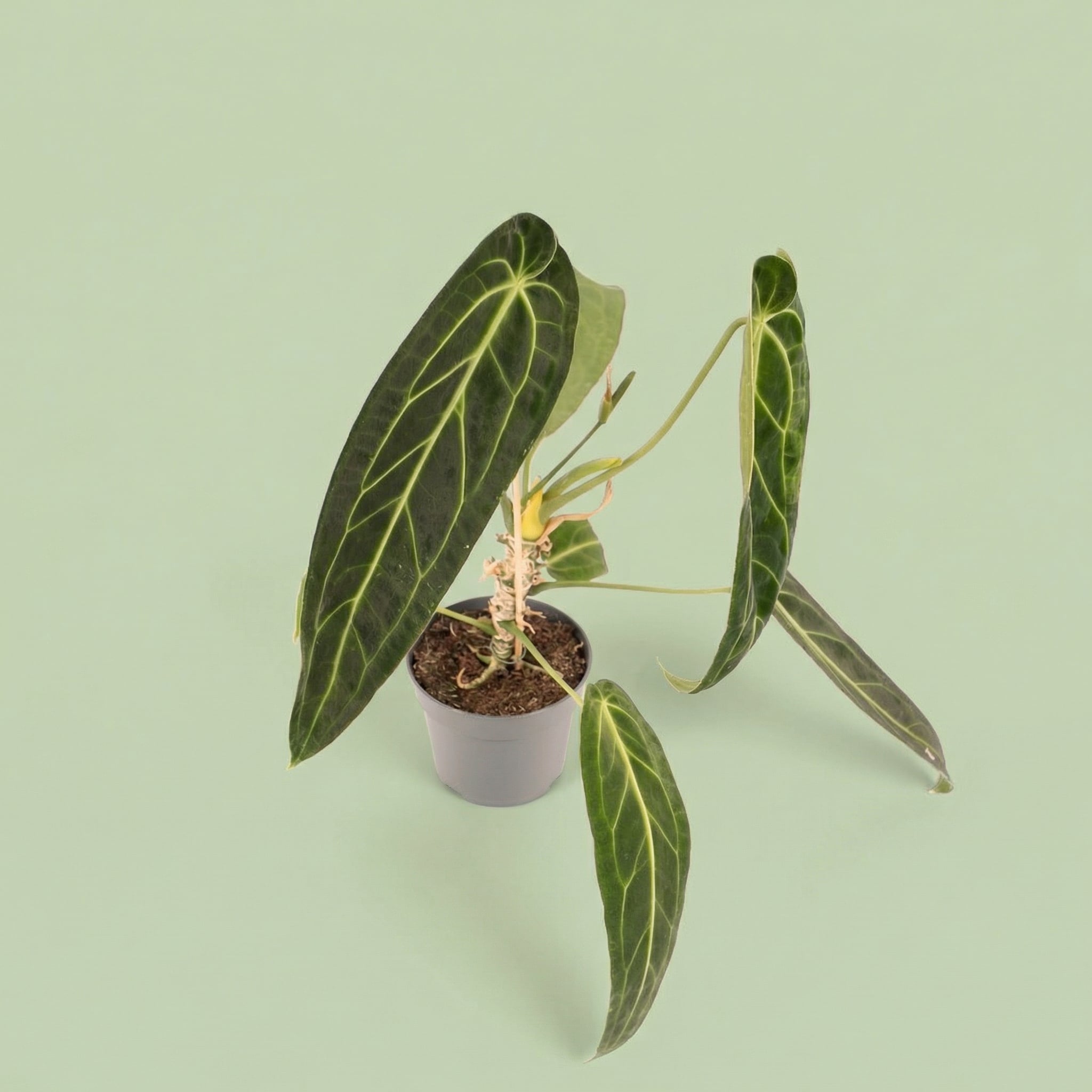 Anthurium Warocqueanum M vista 3 - plants