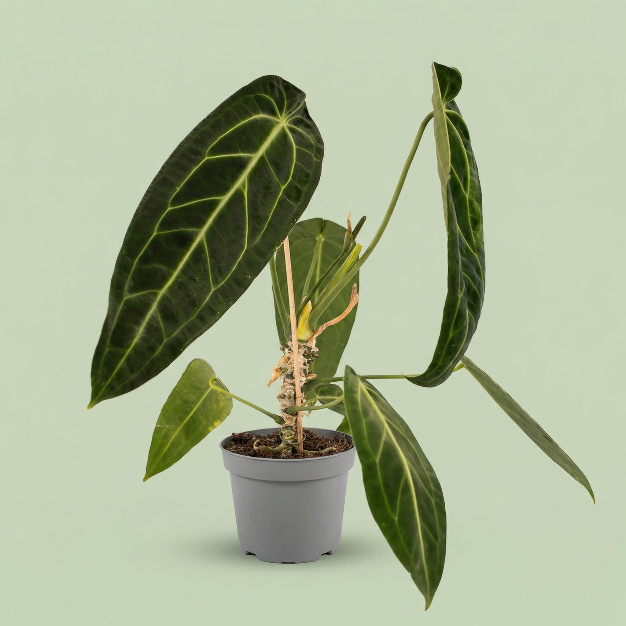 Anthurium Warocqueanum M vista 4 - plants