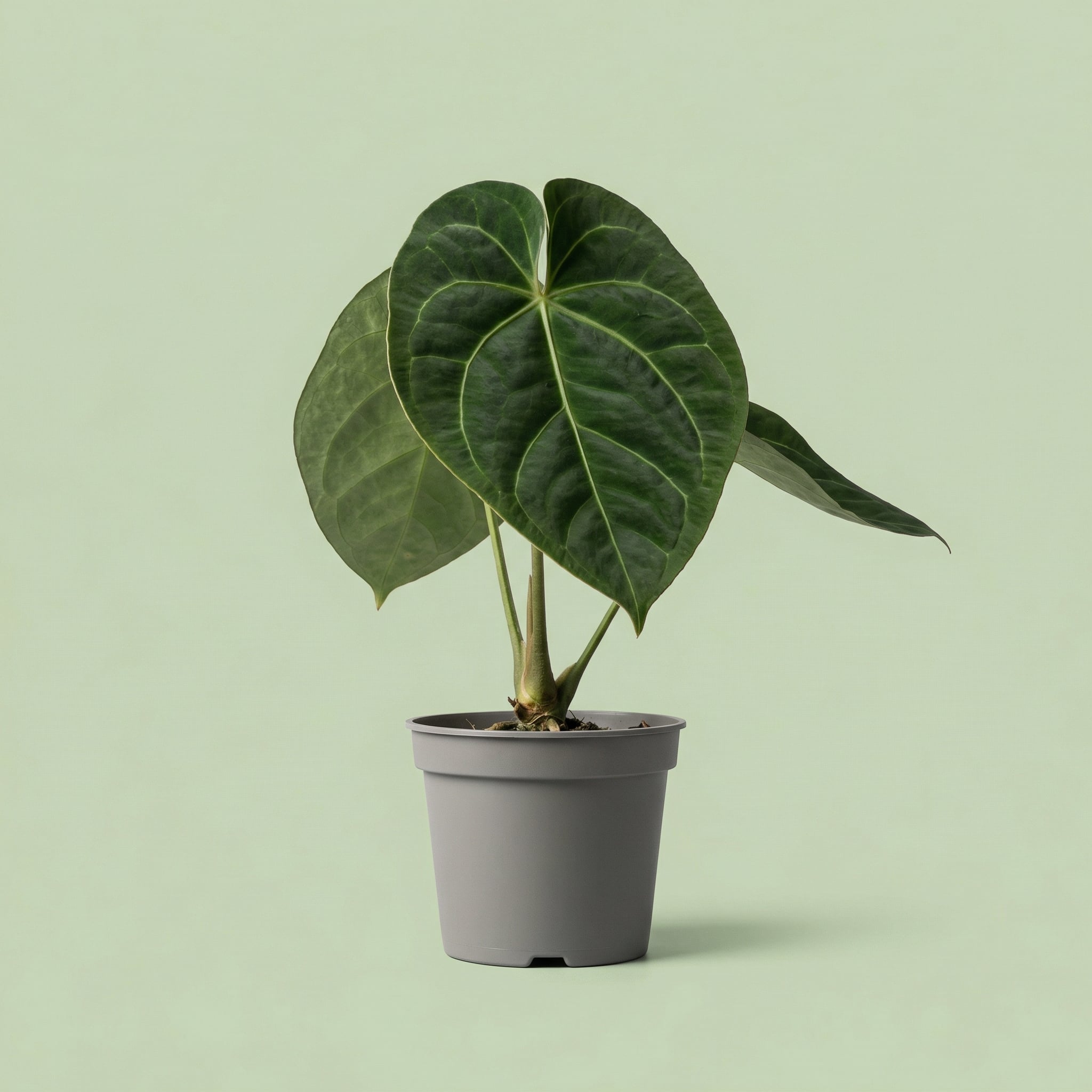 Anthurium Warocqueanum M vista 5 - plants