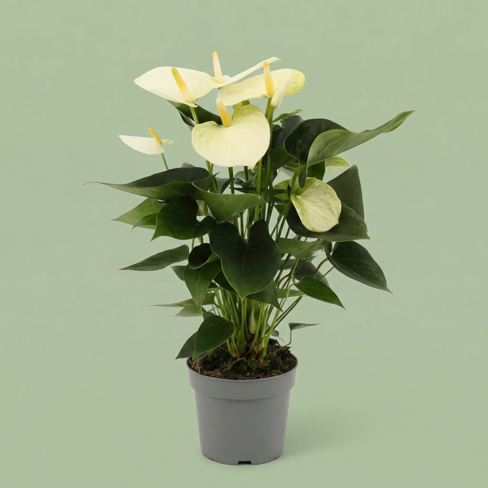 Anthurium White M - plants