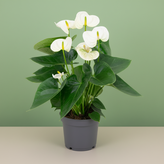 Anthurium White
