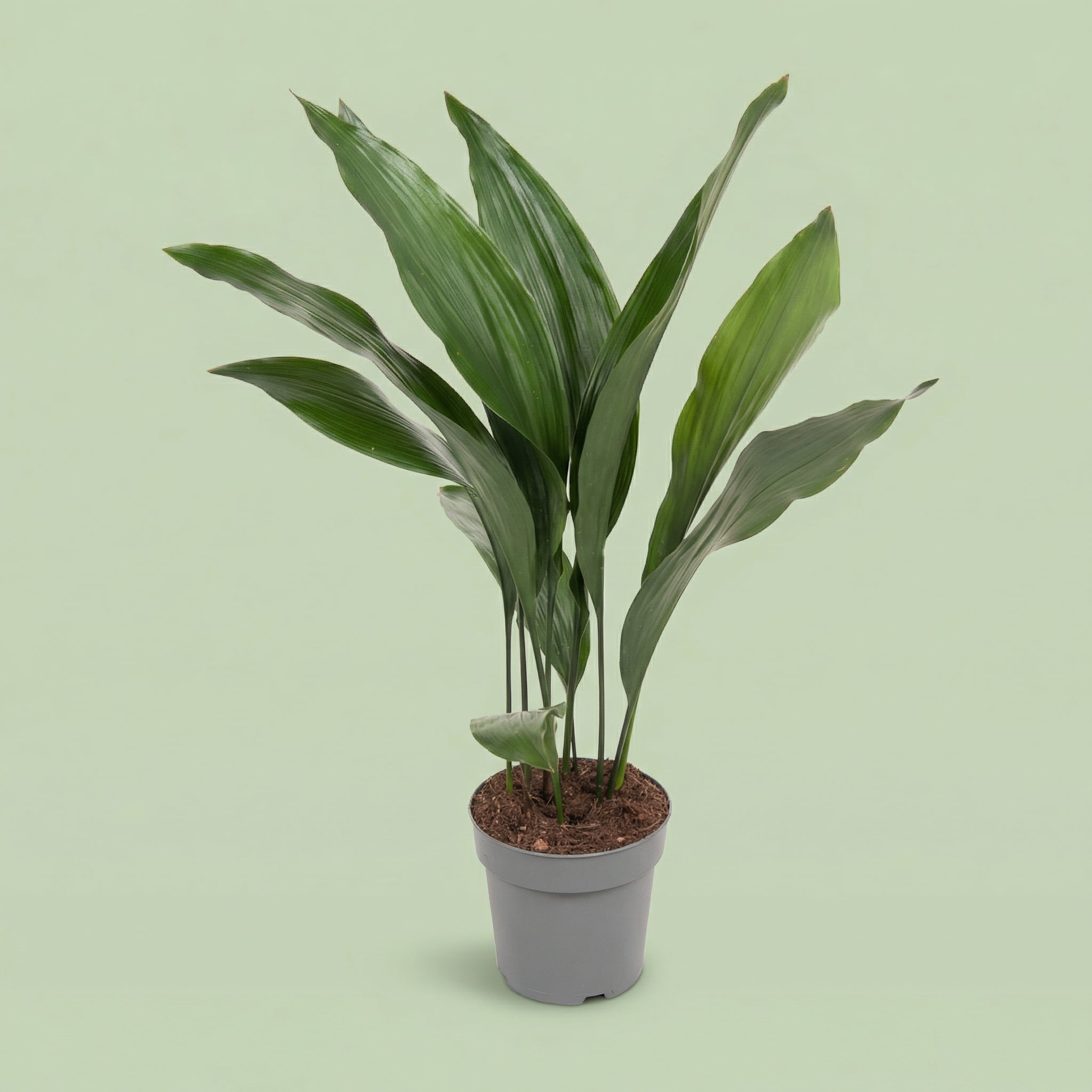 Aspidistra Elatior L - plants