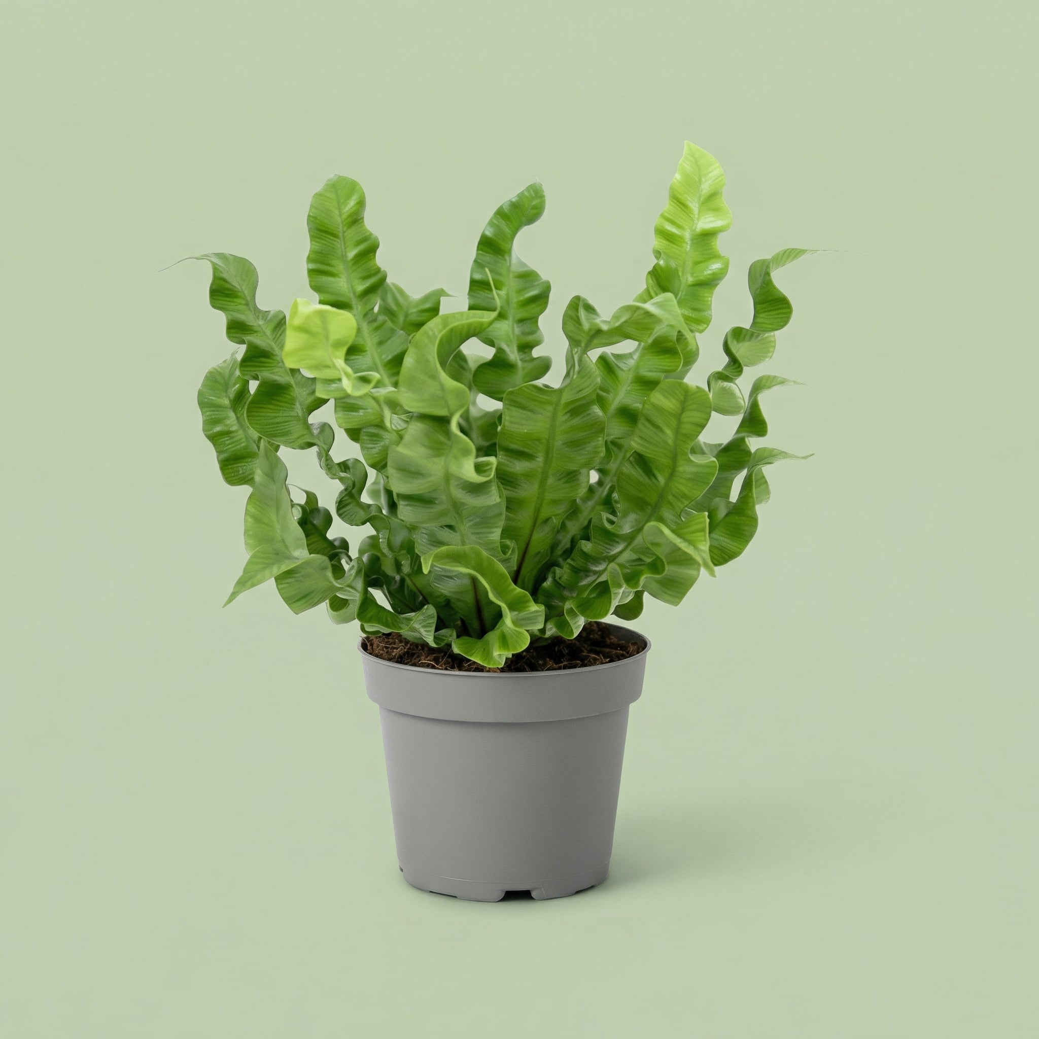 Asplenium Crispy Wave M - plants