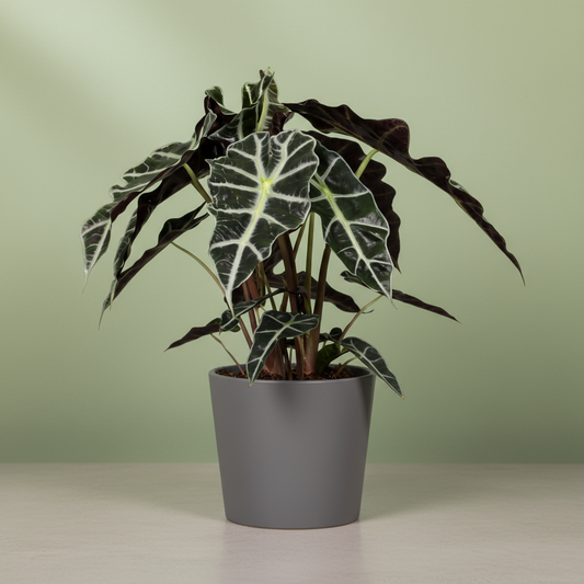Alocasia Polly