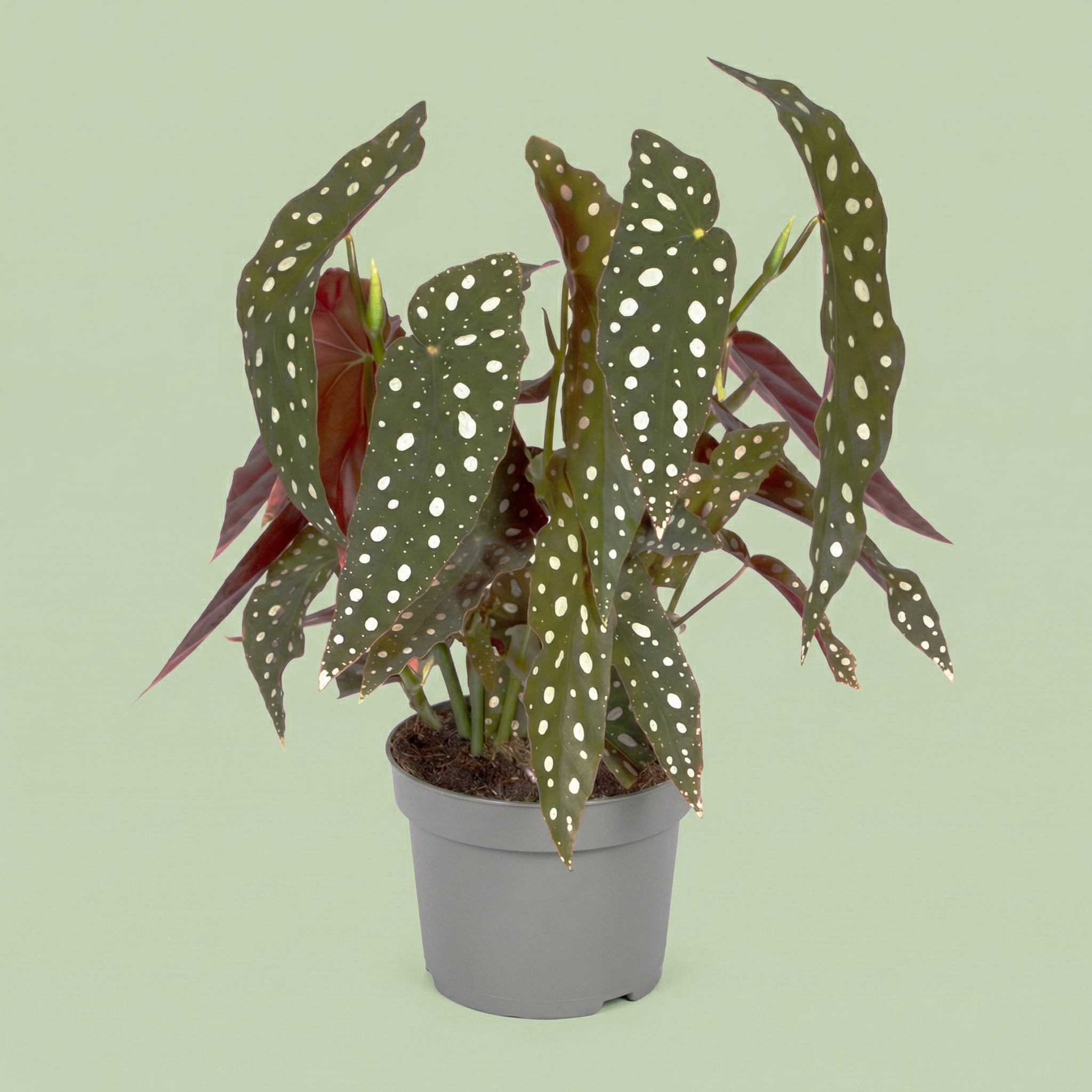 Begonia Maculata M - plants