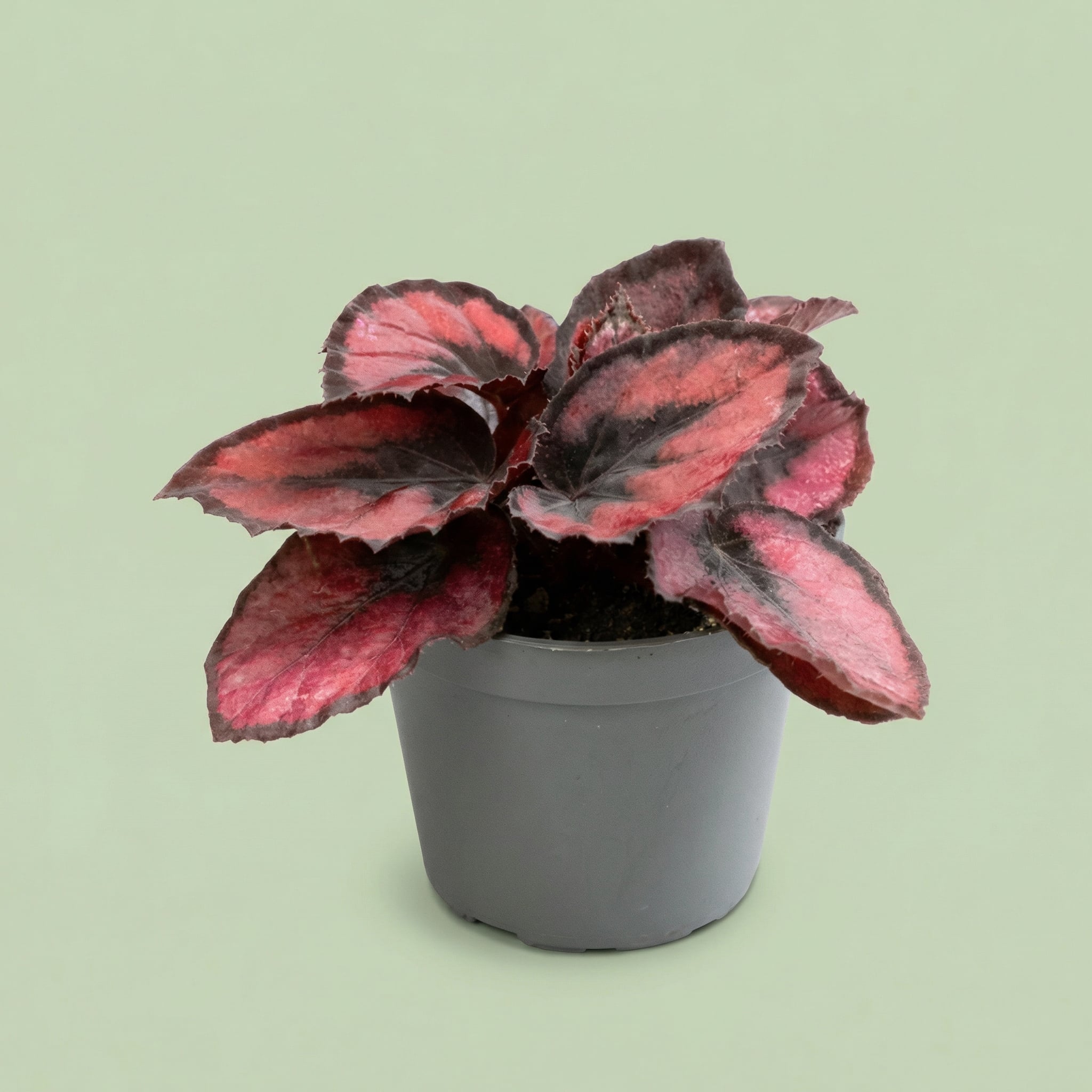 Begonia Rex Red Kiss XS - plants