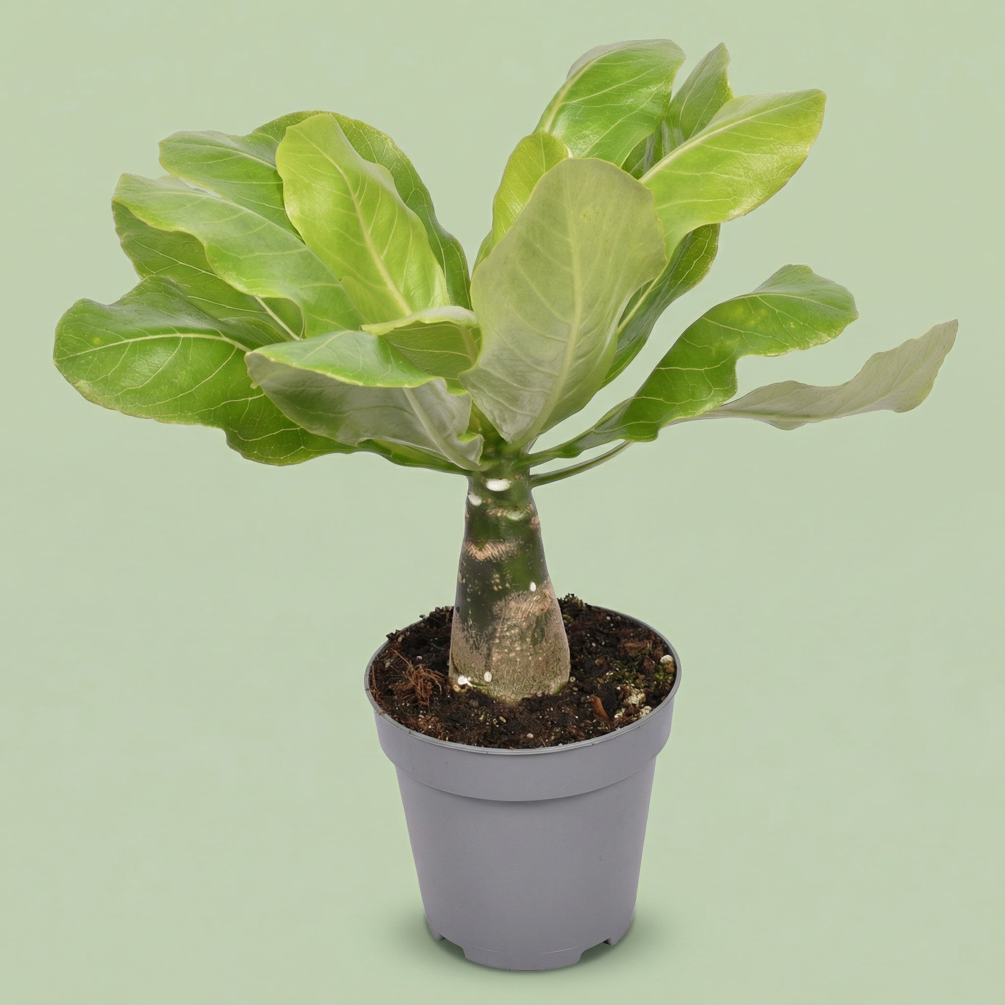 Brighamia Insignis Hawaii Palm M - plants