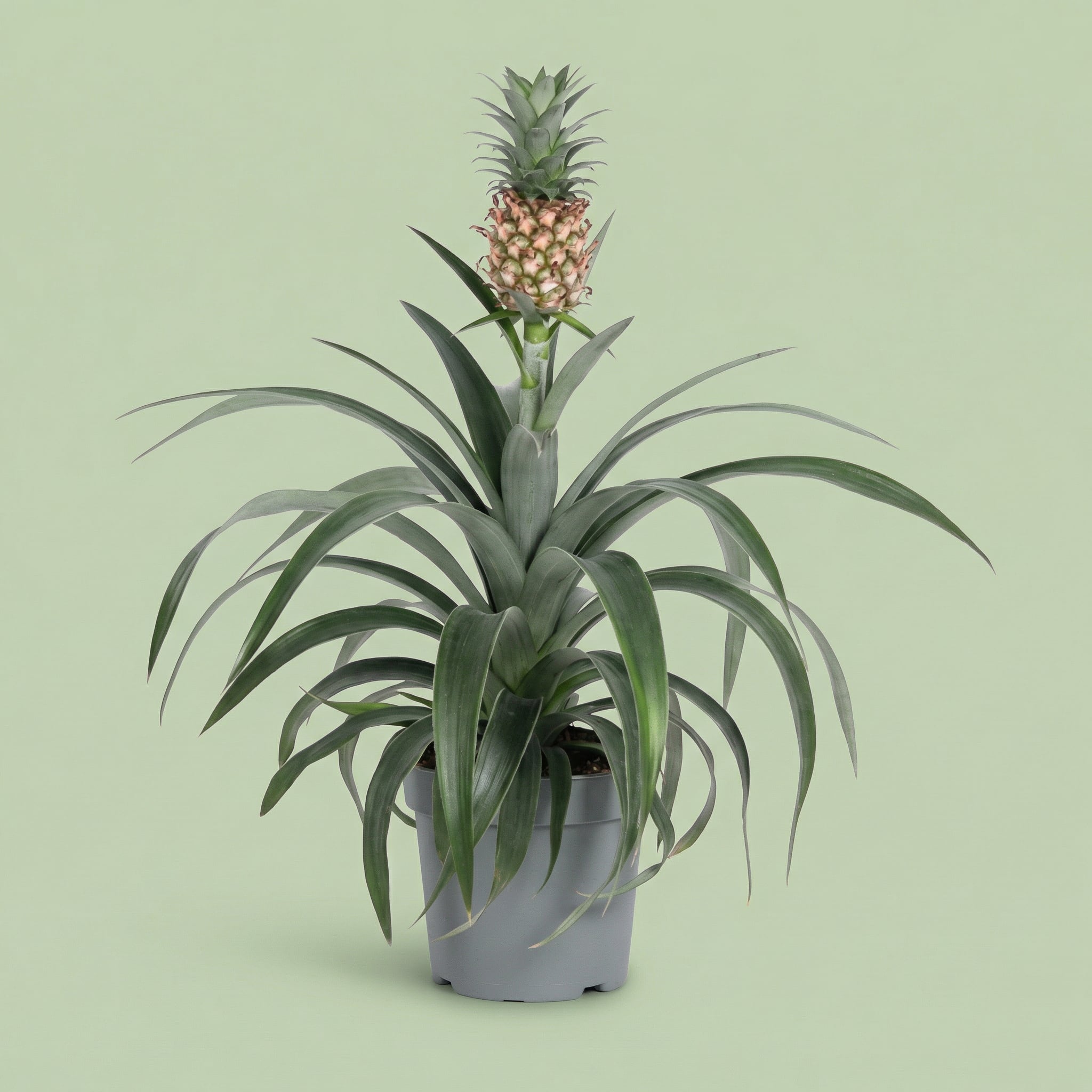 Bromelia Pineapple M - plants