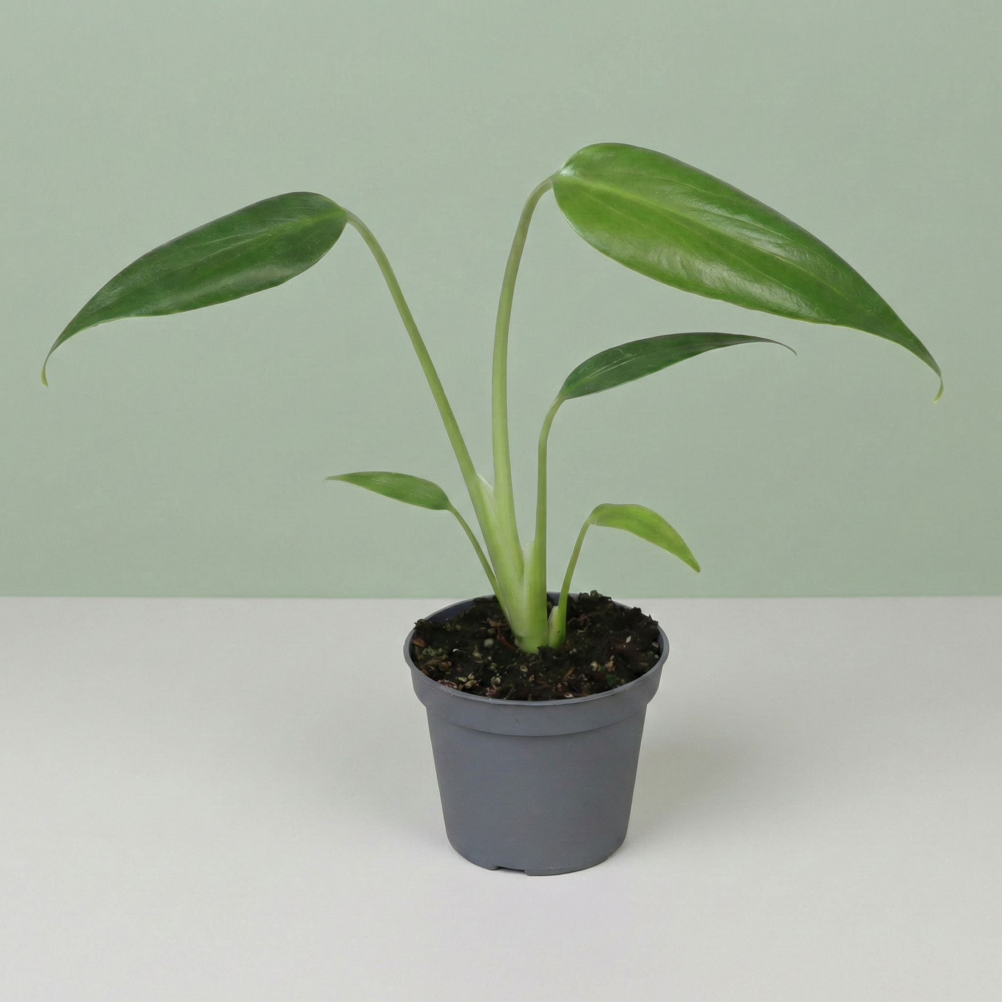 Monstera Burle Marx Flame