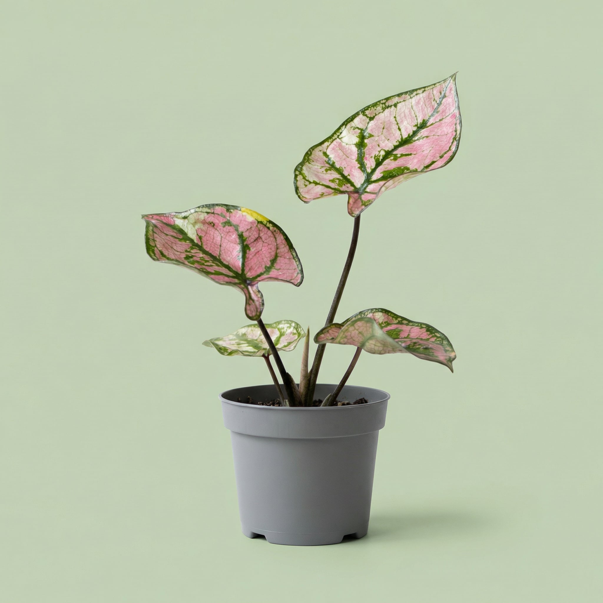 Caladium Purple Light XS vista 2 - plants