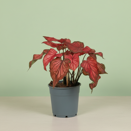 Caladium Rood