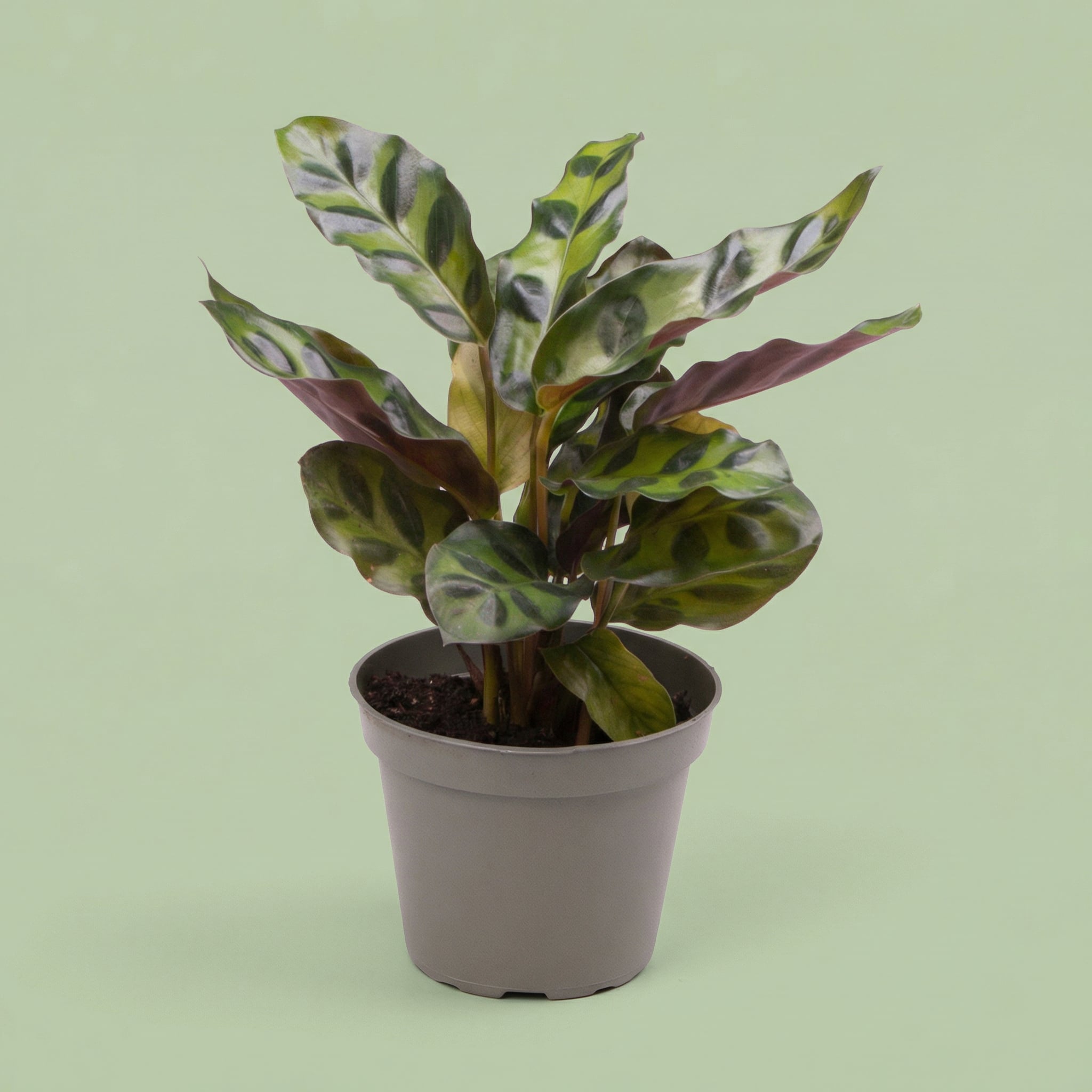 Calathea Lancifolia Insignis M - plants